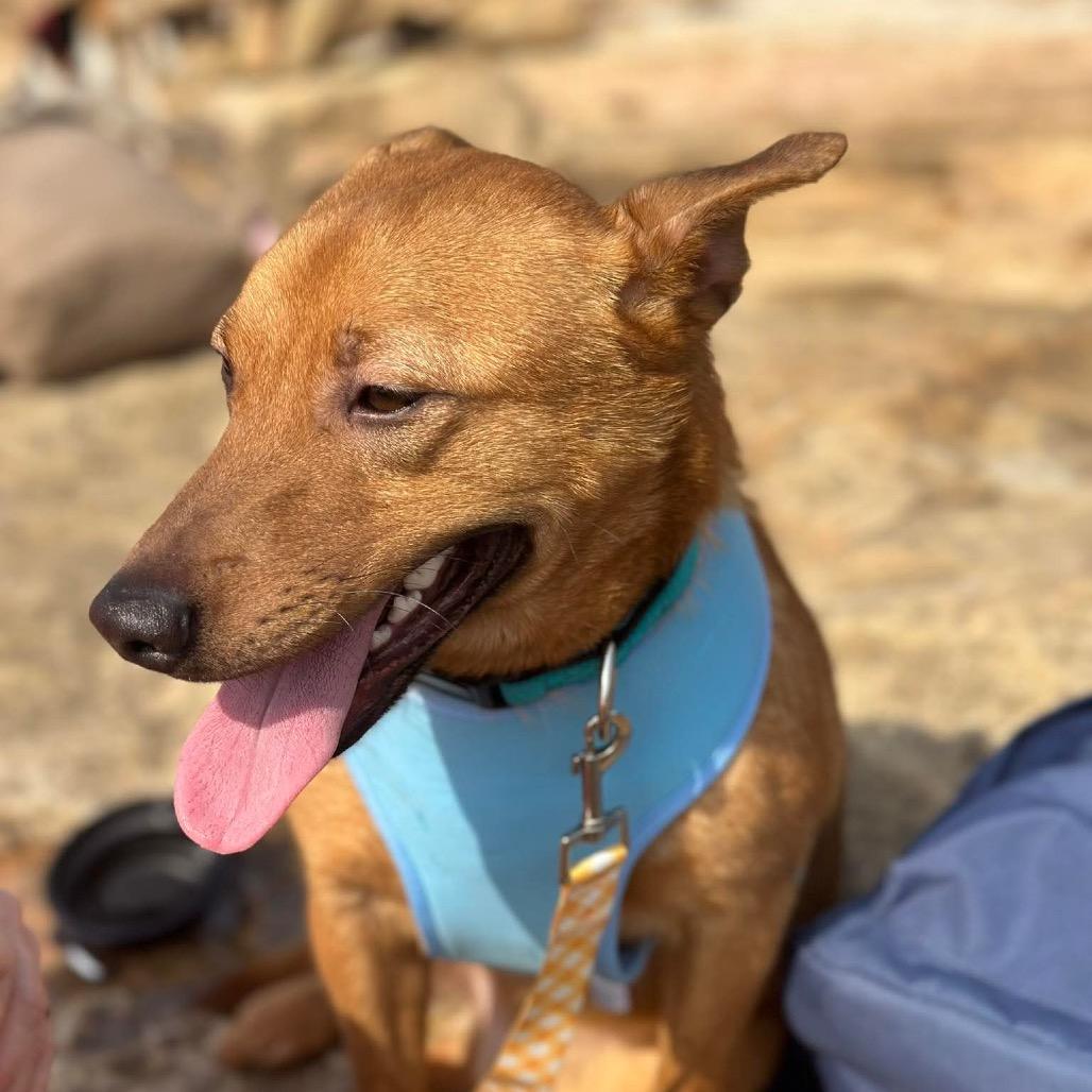 Scrappy Don't, Adoptable, Adult Male Mixed Breed.