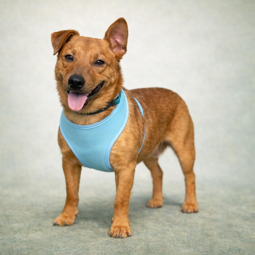 Enlarge Scrappy Don't, a Adoptable Mixed Breed in Corbin, KY image 2/6