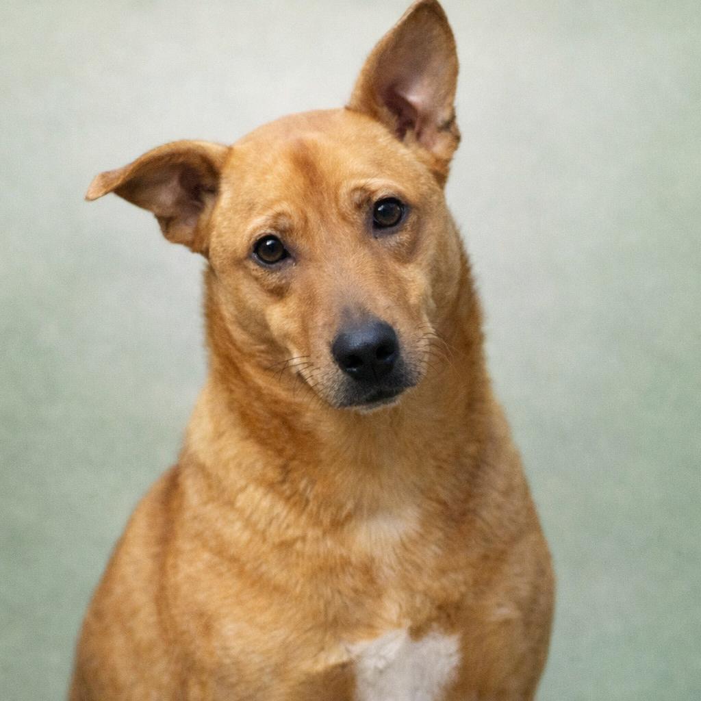 Enlarge Scrappy Don't, a Adoptable Mixed Breed in Corbin, KY image 3/6