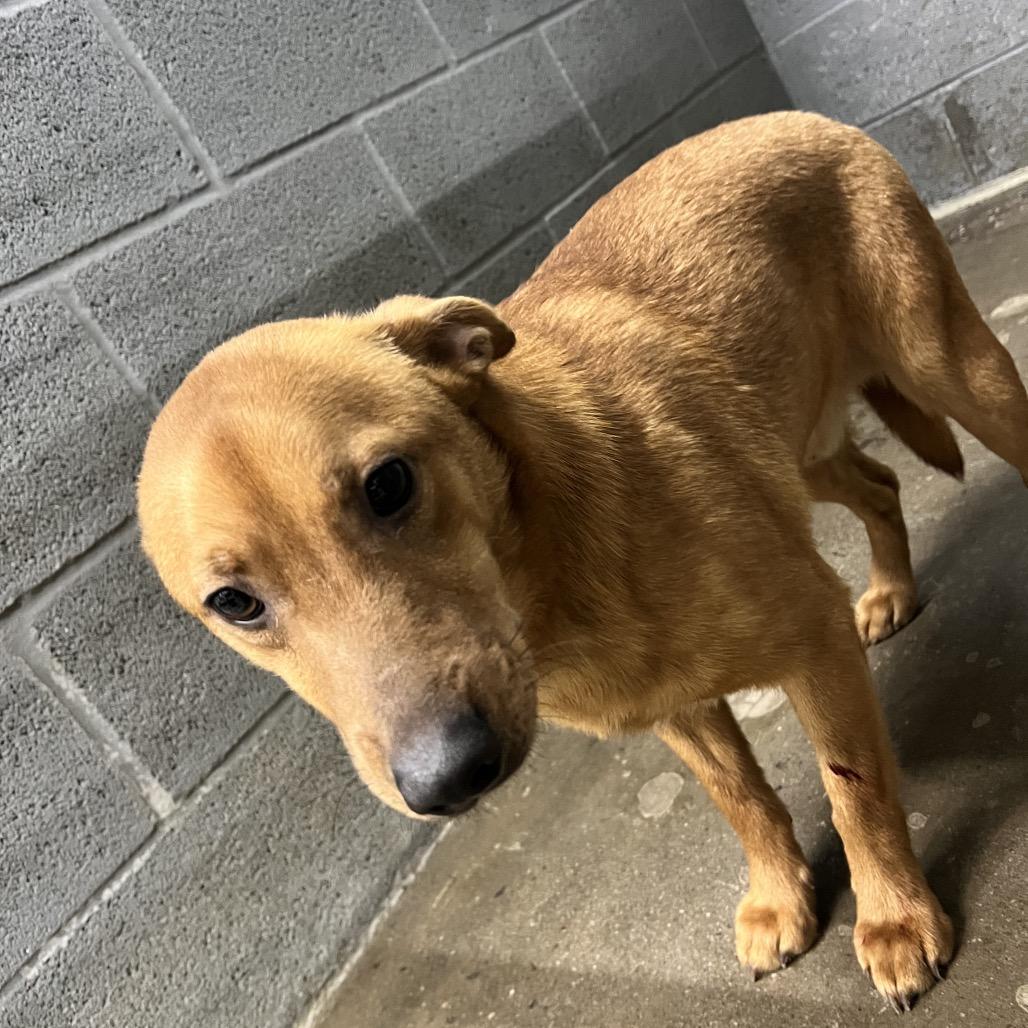 Enlarge Scrappy Don't, a Adoptable Mixed Breed in Corbin, KY image 4/6