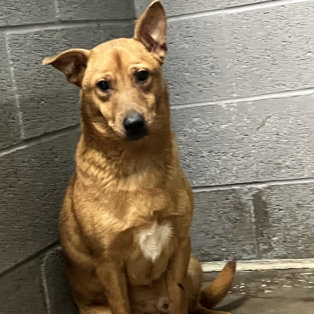 Enlarge Scrappy Don't, a Adoptable Mixed Breed in Corbin, KY image 5/6