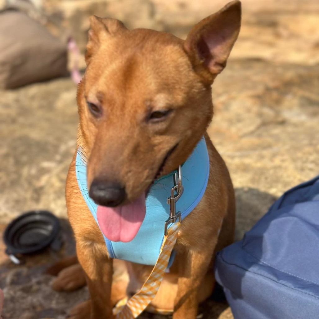 Enlarge Scrappy Don't, a Adoptable Mixed Breed in Corbin, KY image 6/6