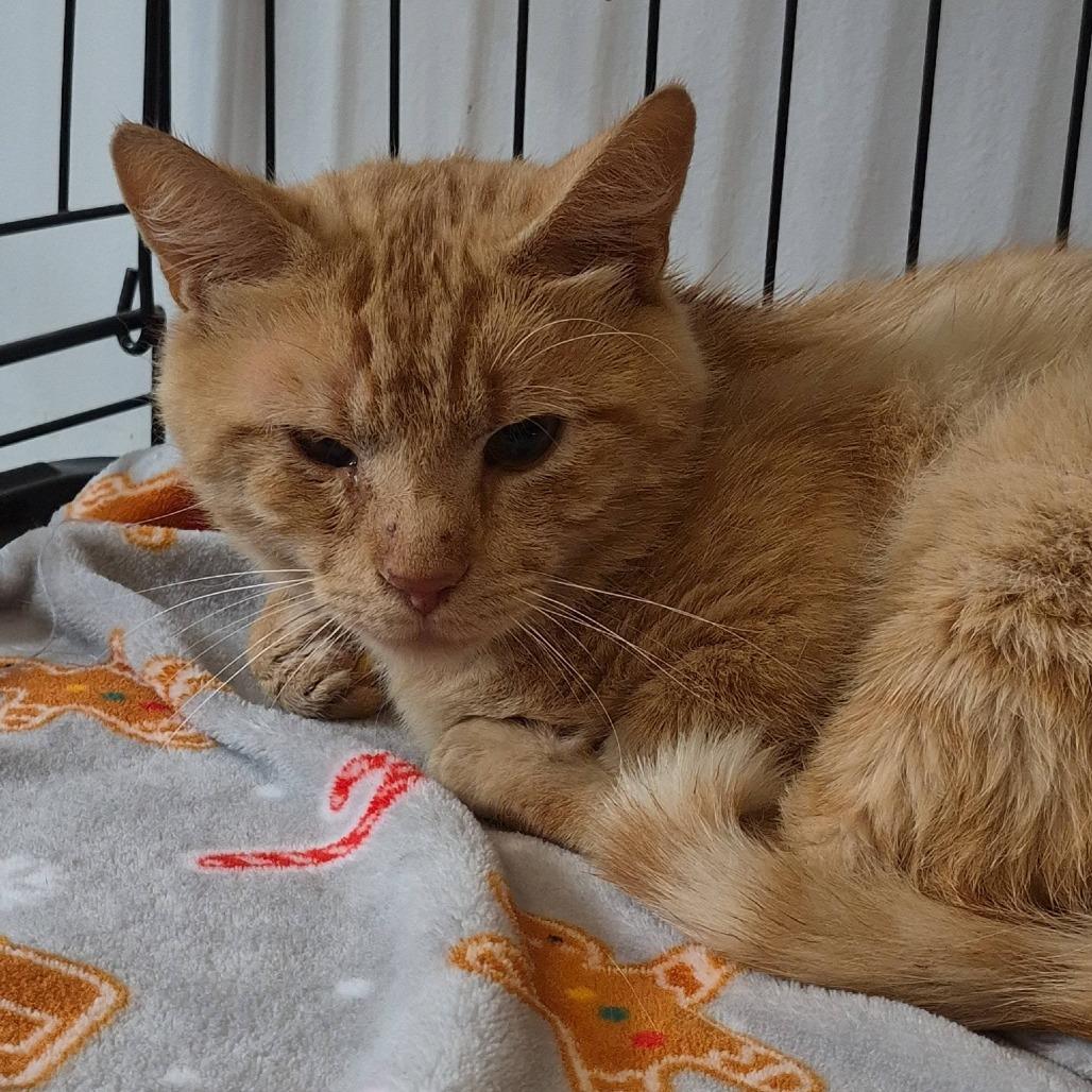 Doug, Adoptable, Adult Male Domestic Short Hair.