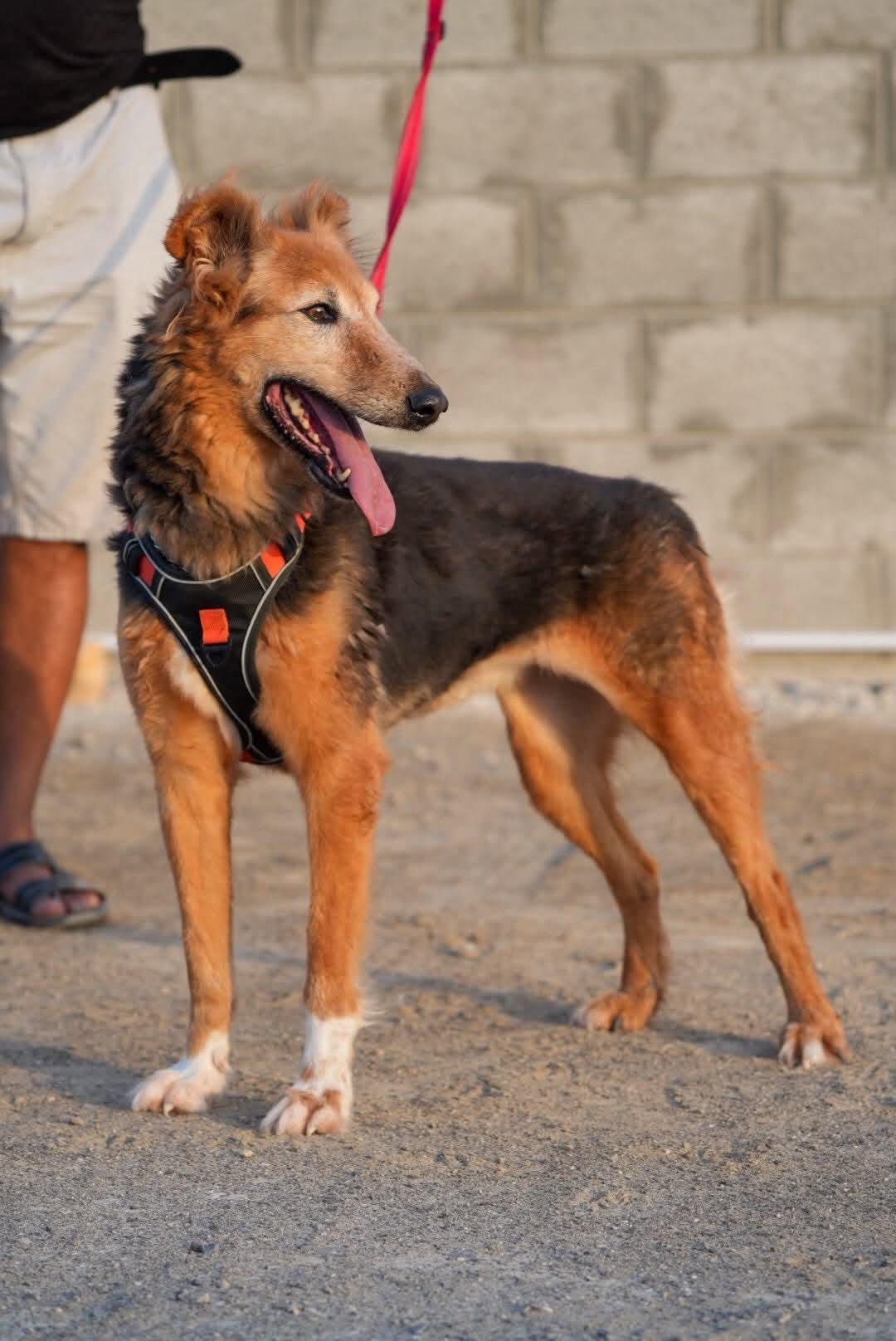 Enlarge AMBER, a Adoptable mixed breed in Toronto, ON image 6/6