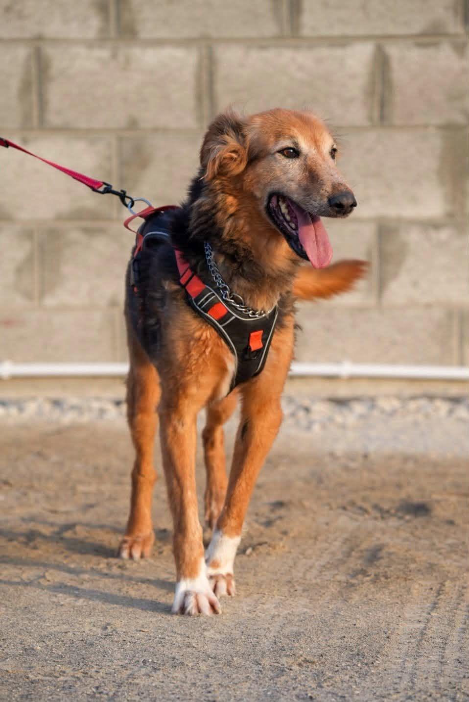Enlarge AMBER, a Adoptable mixed breed in Toronto, ON image 5/6
