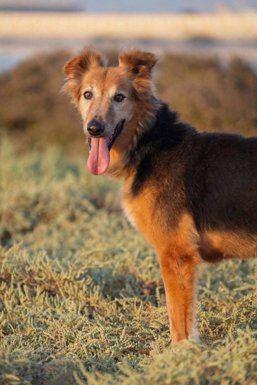 Enlarge AMBER, a Adoptable mixed breed in Toronto, ON image 2/6