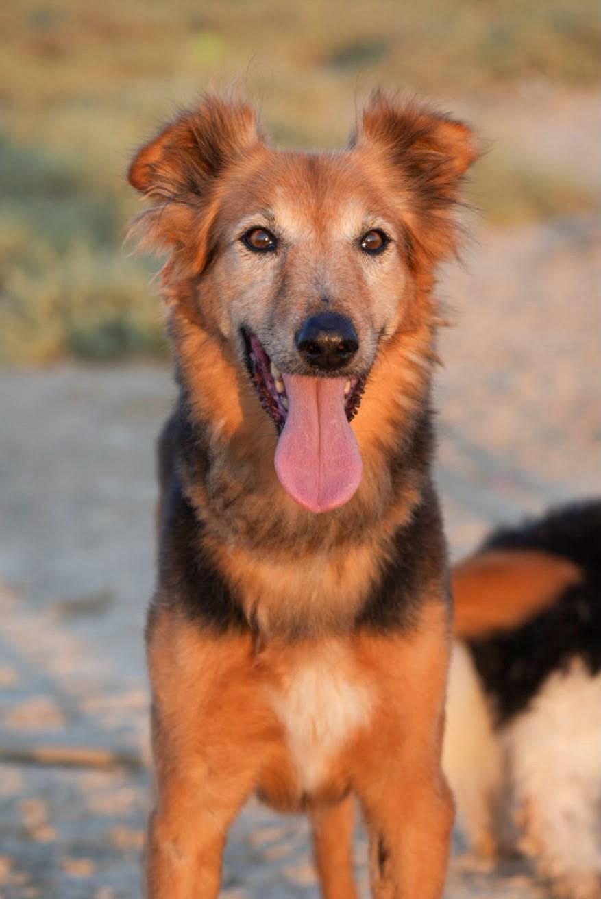 Enlarge AMBER, a Adoptable mixed breed in Toronto, ON image 1/6