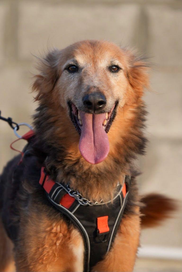 Enlarge AMBER, a Adoptable mixed breed in Toronto, ON image 4/6