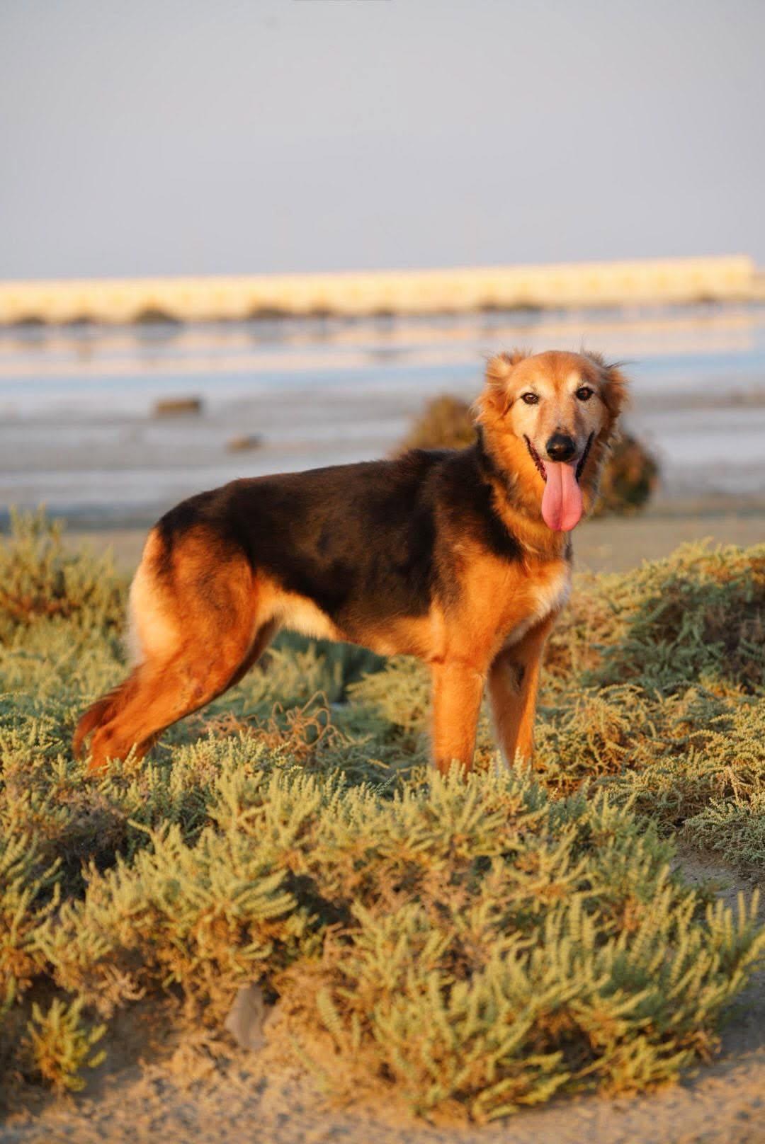 Enlarge AMBER, a Adoptable mixed breed in Toronto, ON image 3/6