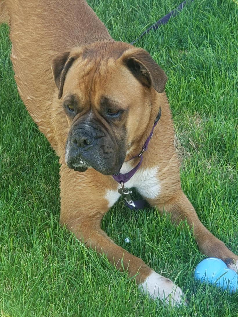 SHAQ, an adoptable Boxer in Kuna, ID, 83634 | Photo Image 3