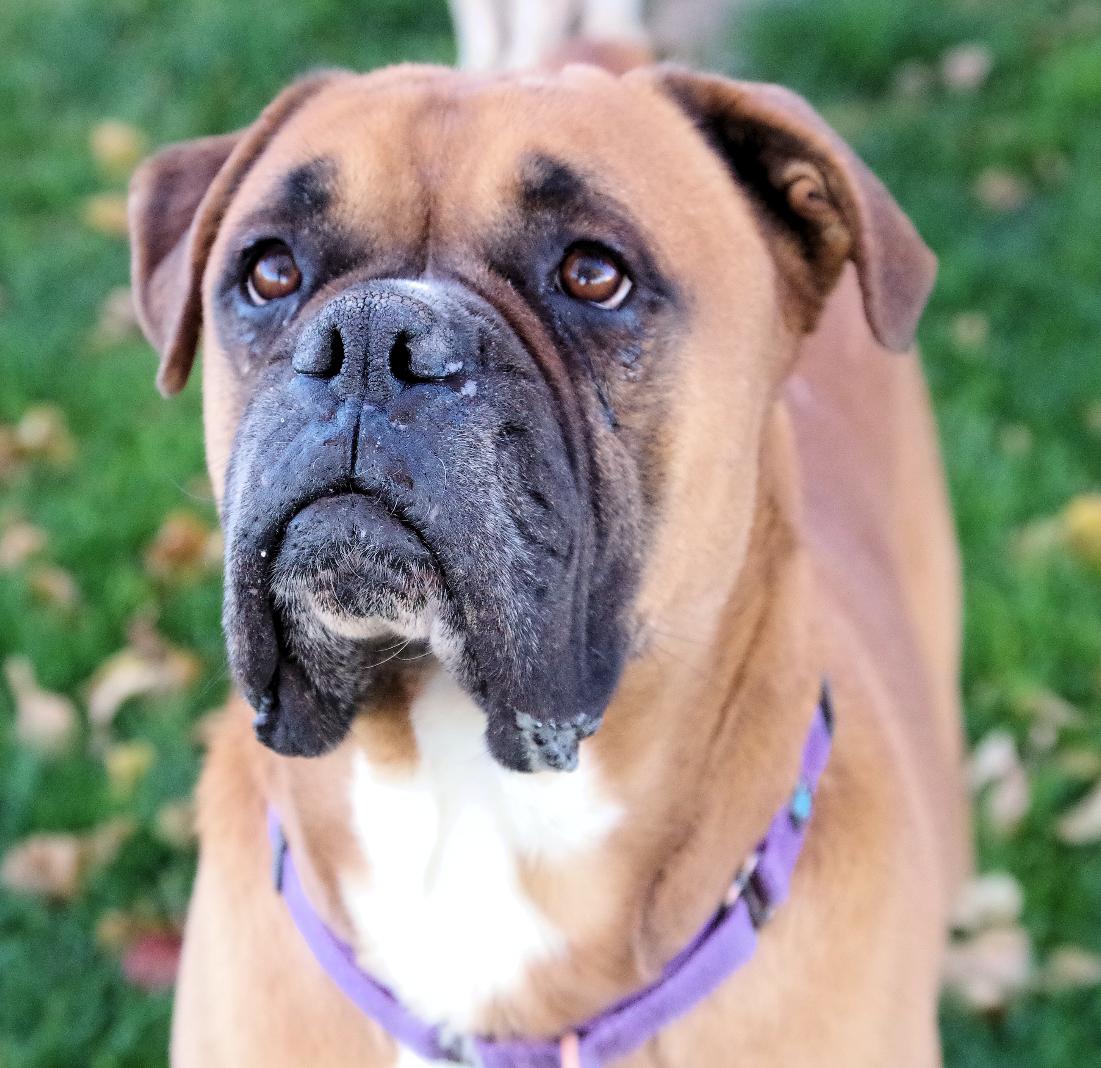 SHAQ, Adoptable, Young Male Boxer.