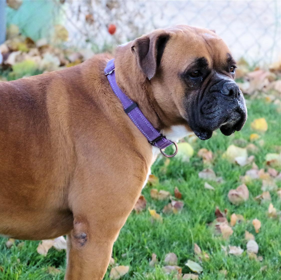 SHAQ, a Adoptable Boxer in Kuna, ID image 2/6