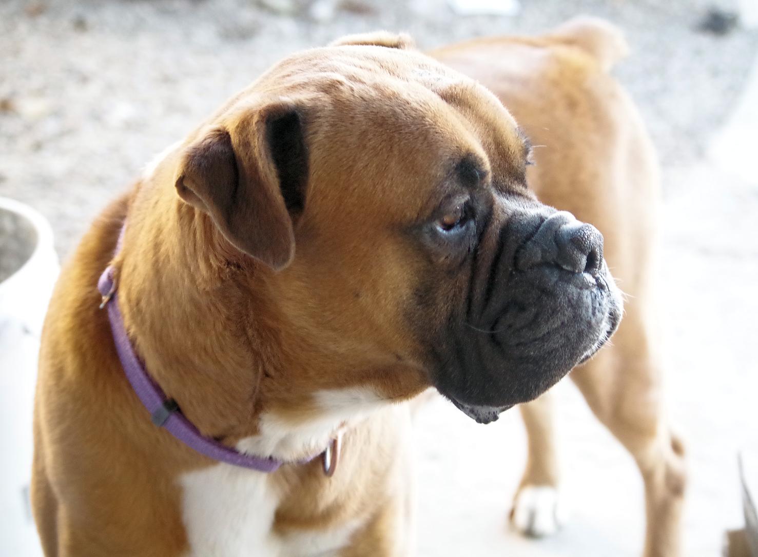 SHAQ, Adoptable, Young Male Boxer.