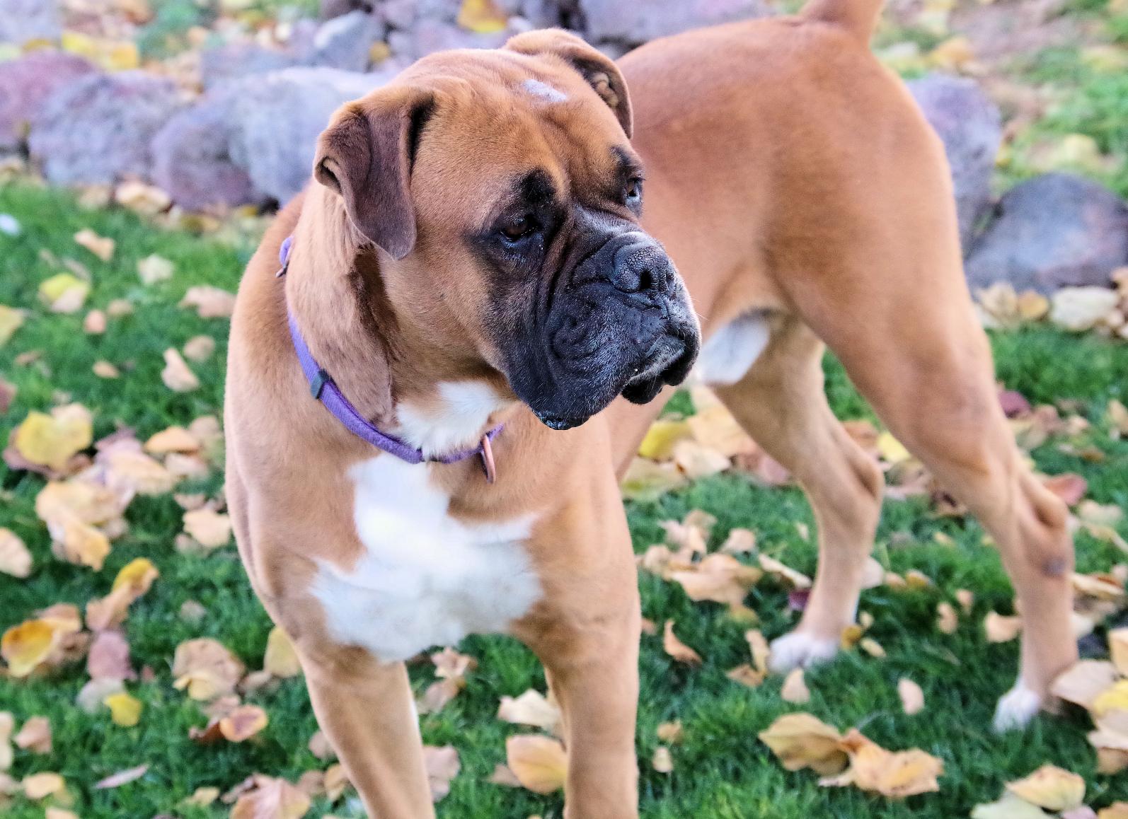 SHAQ, a Adoptable Boxer in Kuna, ID image 4/6