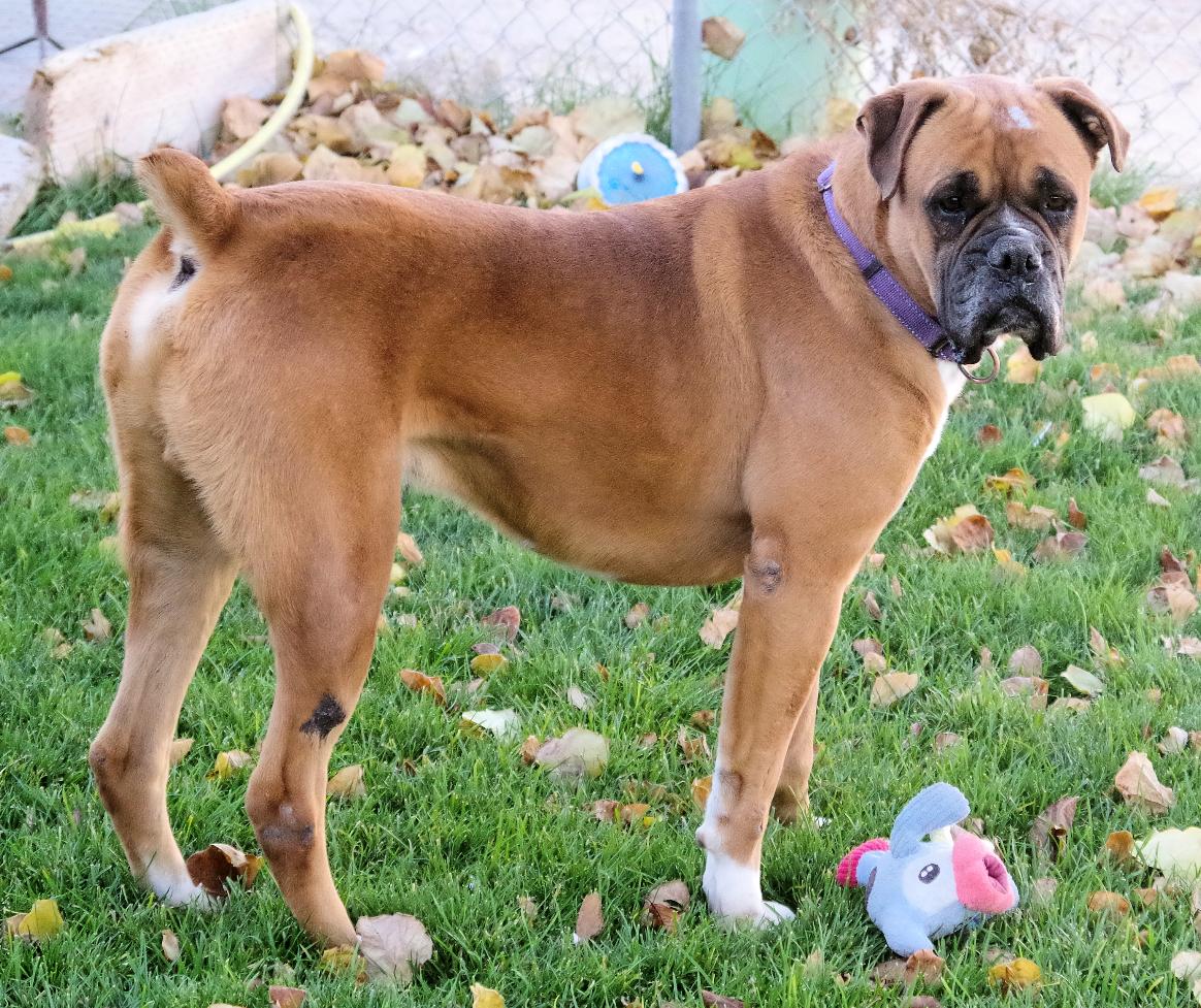 SHAQ, a Adoptable Boxer in Kuna, ID image 5/6