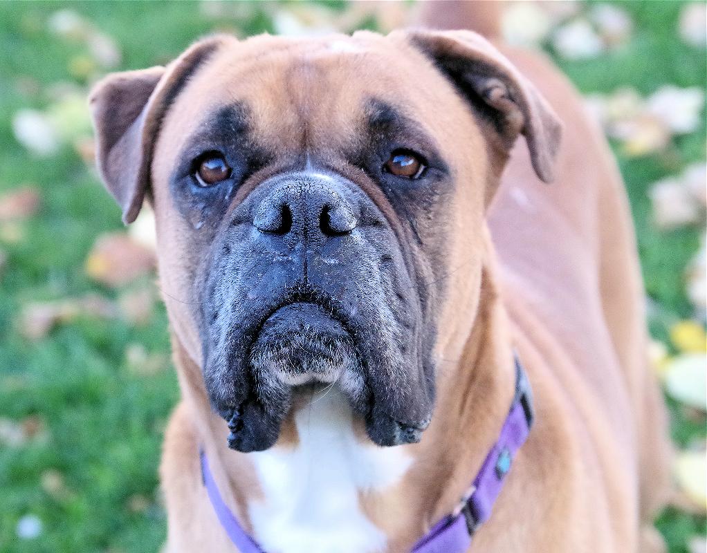 SHAQ, a Adoptable Boxer in Kuna, ID image 6/6