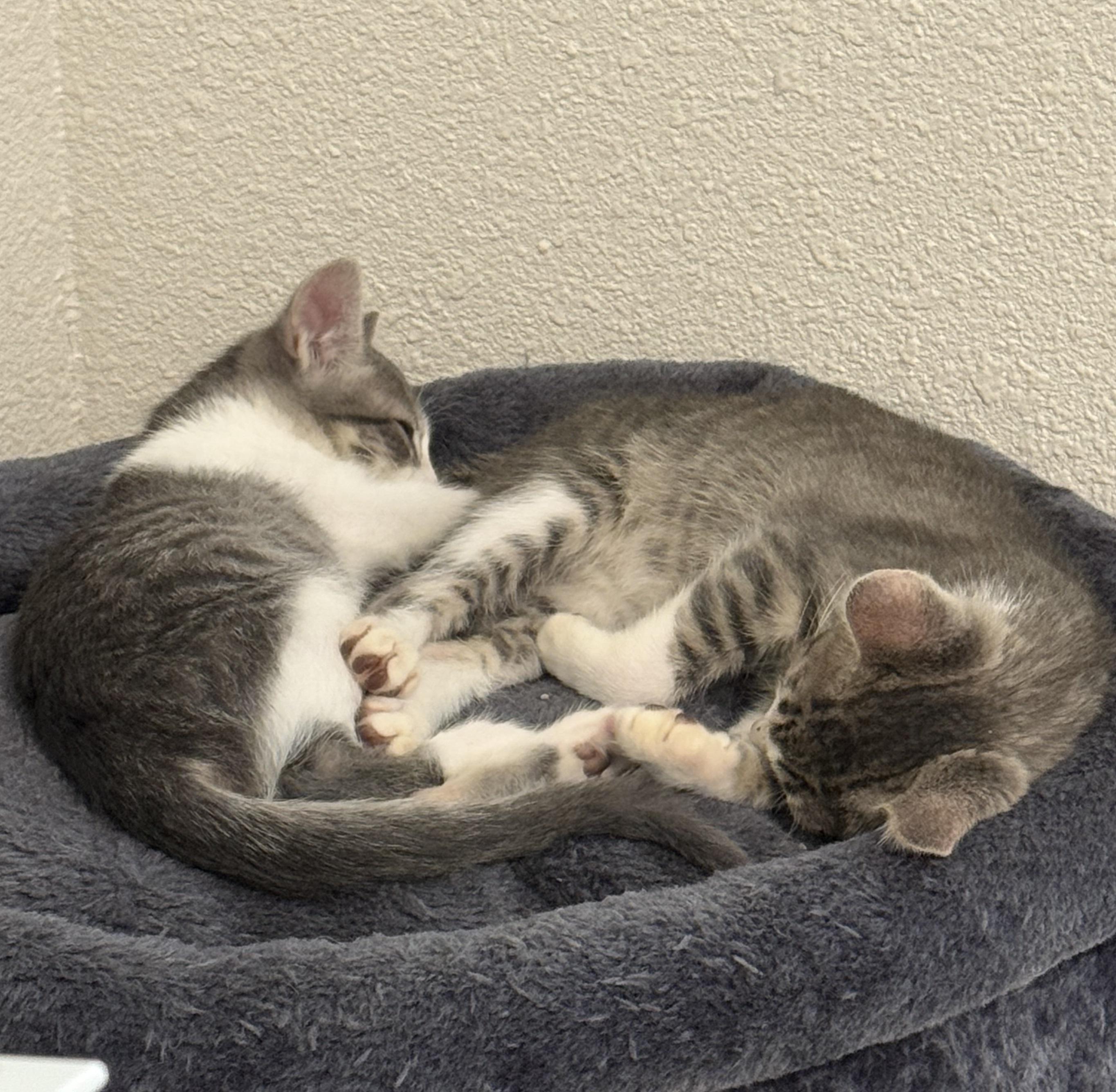 Brutus #brother-of-Claire