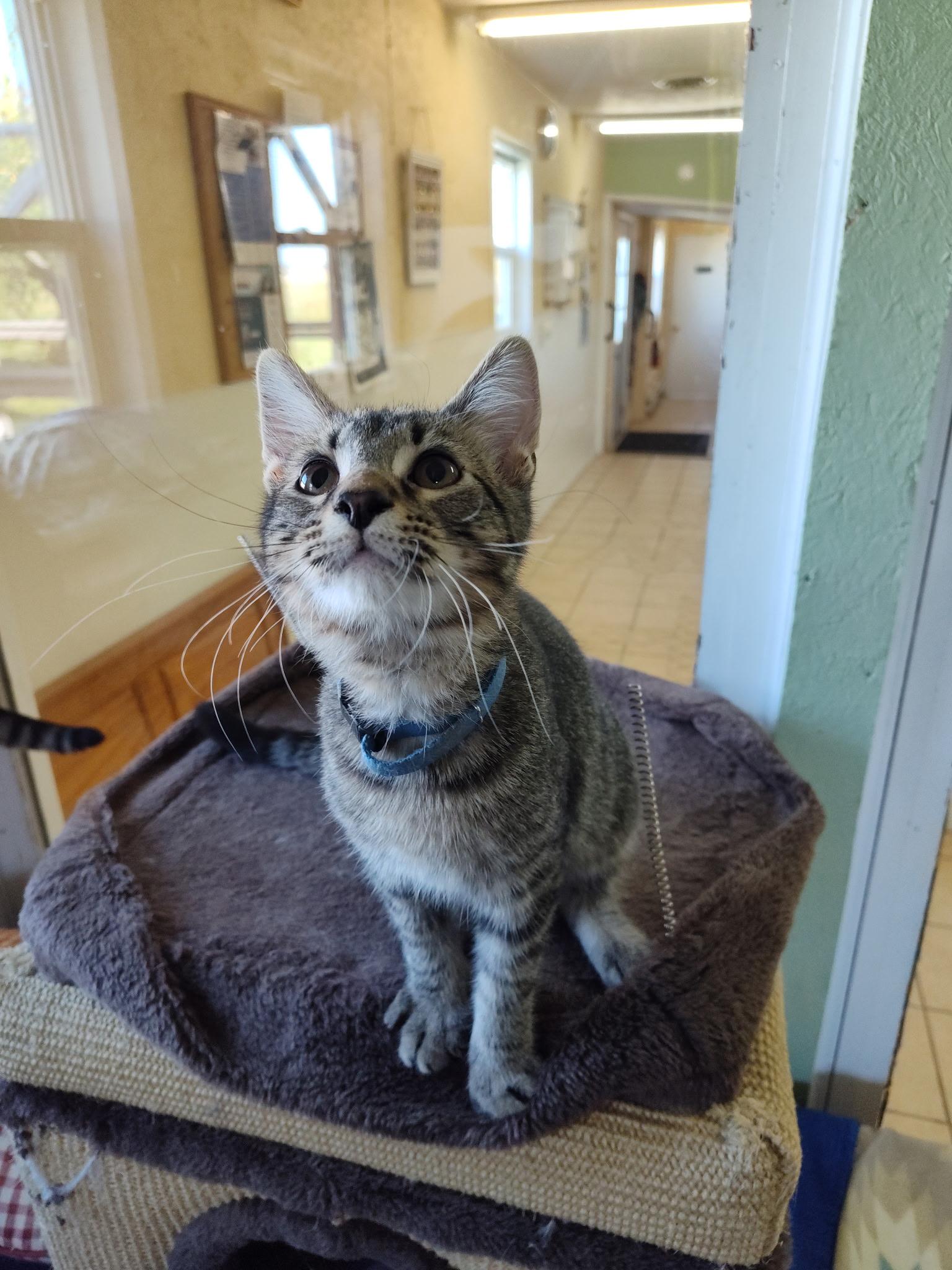 Mufasa, a Adoptable Domestic Short Hair in Mason City, IL image 3/3