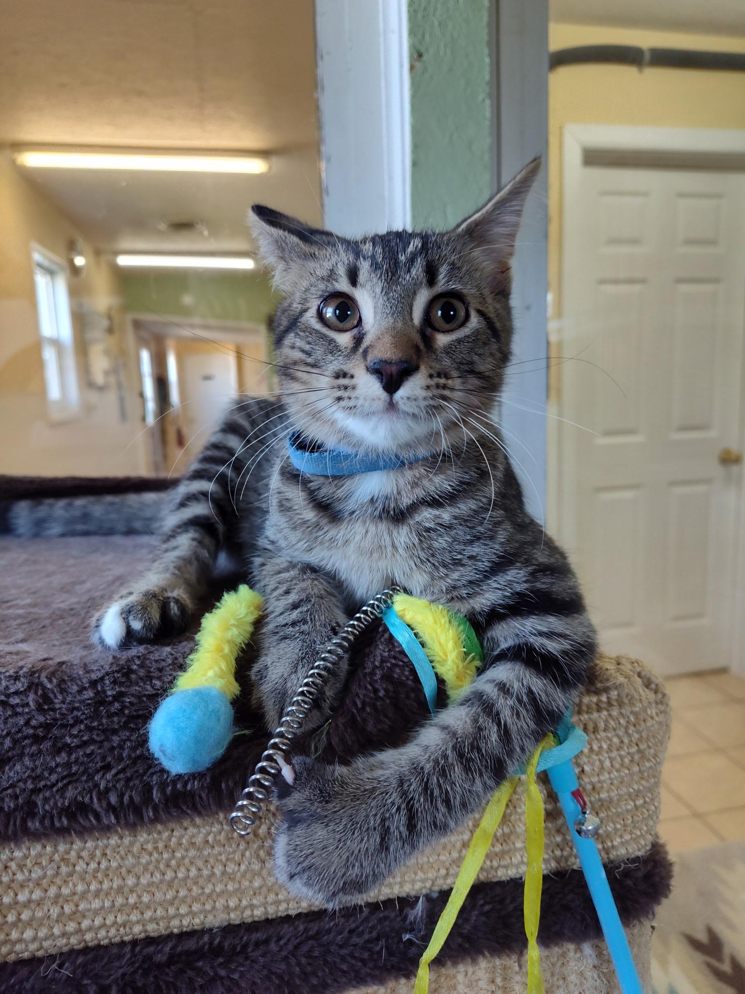 Mufasa, a Adoptable Domestic Short Hair in Mason City, IL image 2/3