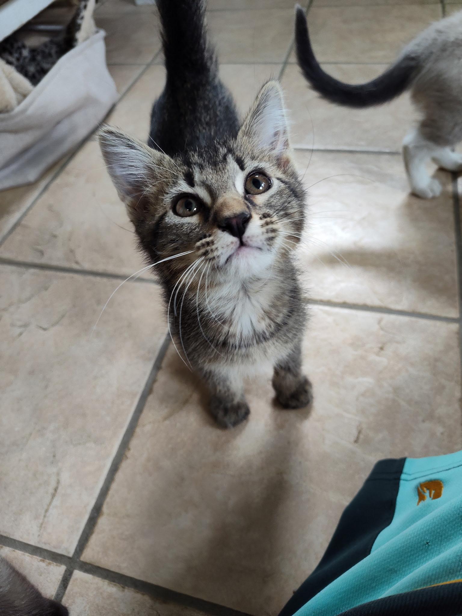 Mufasa, a Adoptable Domestic Short Hair in Mason City, IL image 1/3