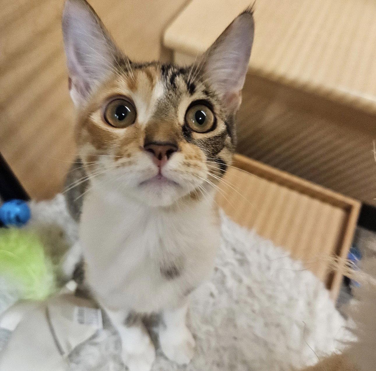 Organa, Adoptable, Young Female Domestic Short Hair.