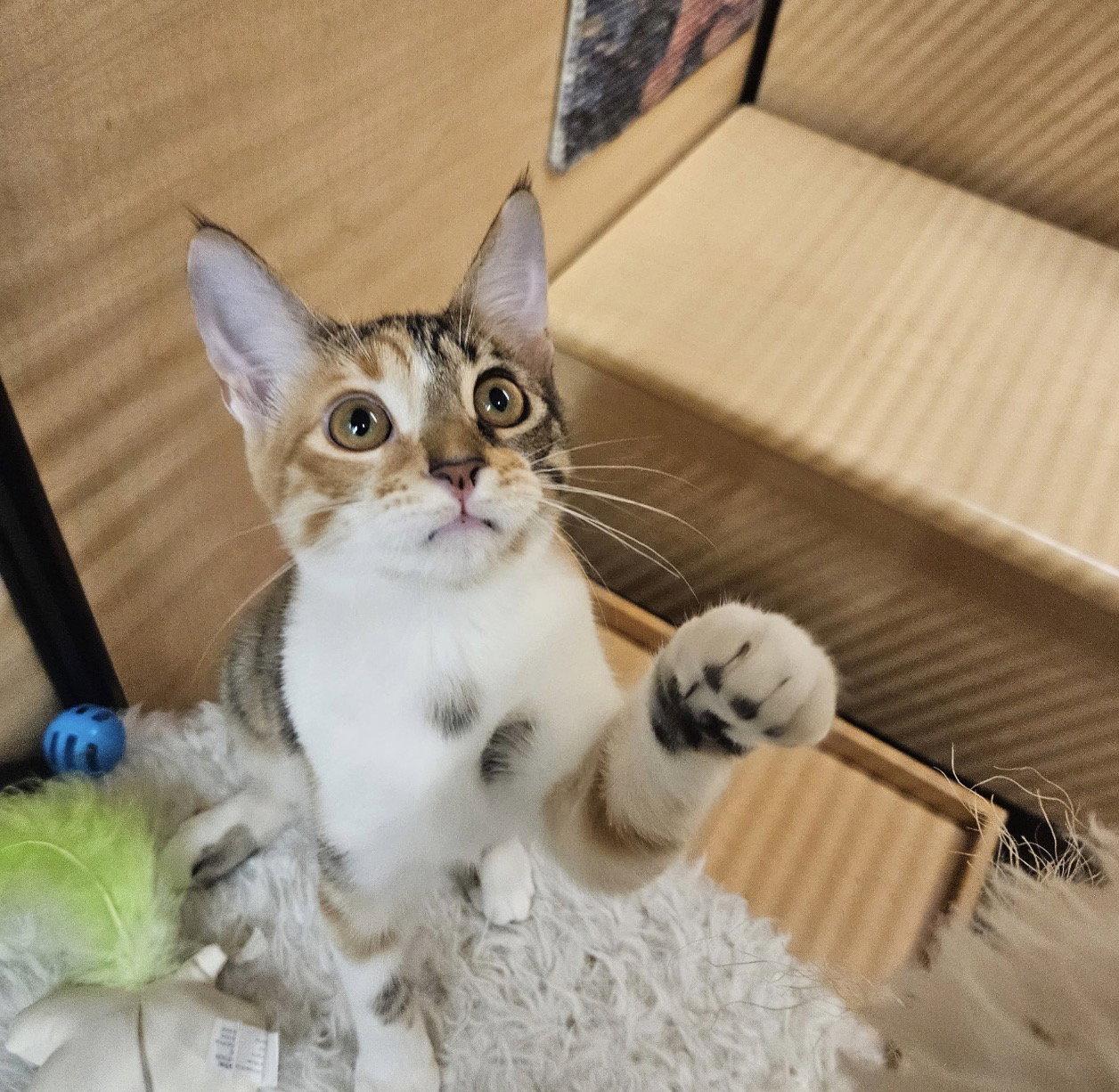 Enlarge Organa, a Adoptable Domestic Short Hair in Riverside, CA image 2/3