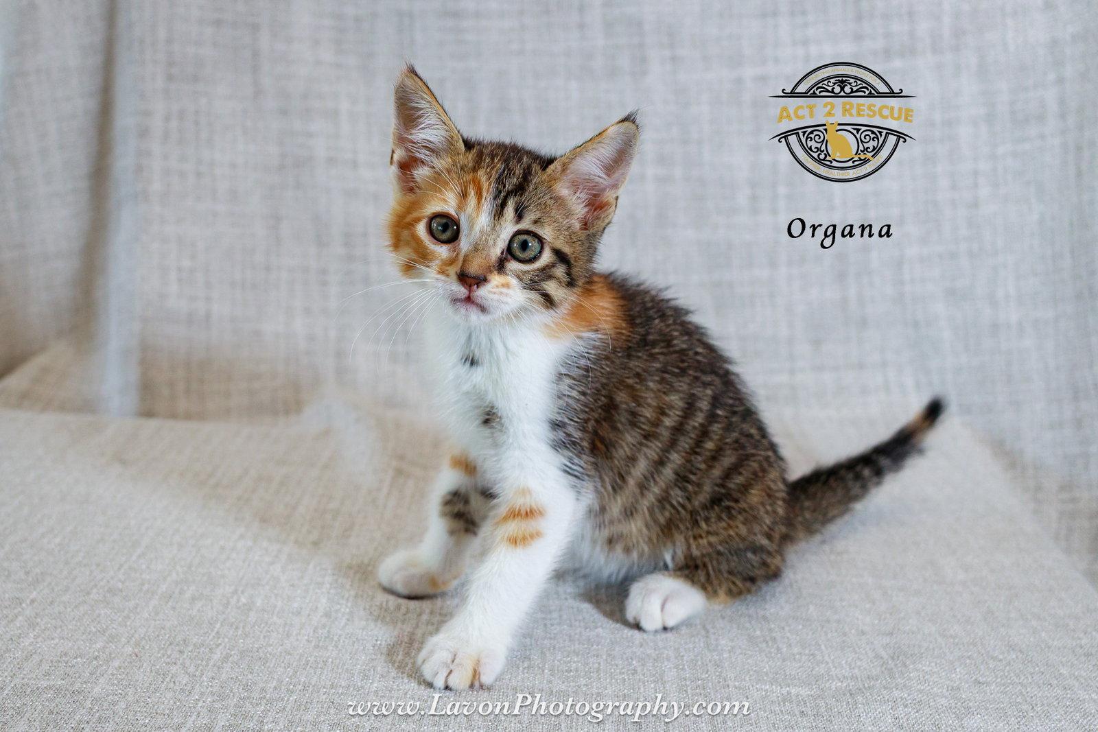 Enlarge Organa, a Adoptable Domestic Short Hair in Riverside, CA image 3/3
