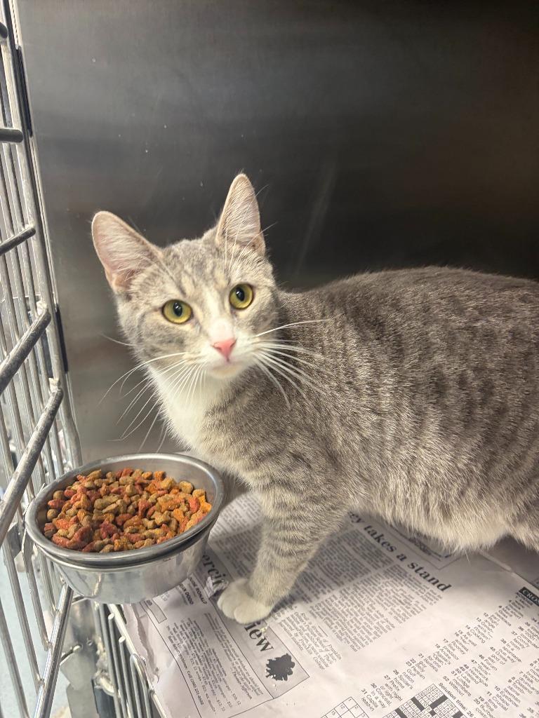 Cayenne, Adoptable, Young Female Domestic Short Hair.