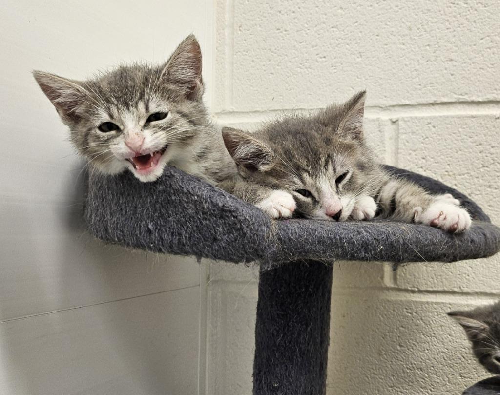 Enlarge Cayenne, a Adoptable mixed breed in Portland, IN image 2/2