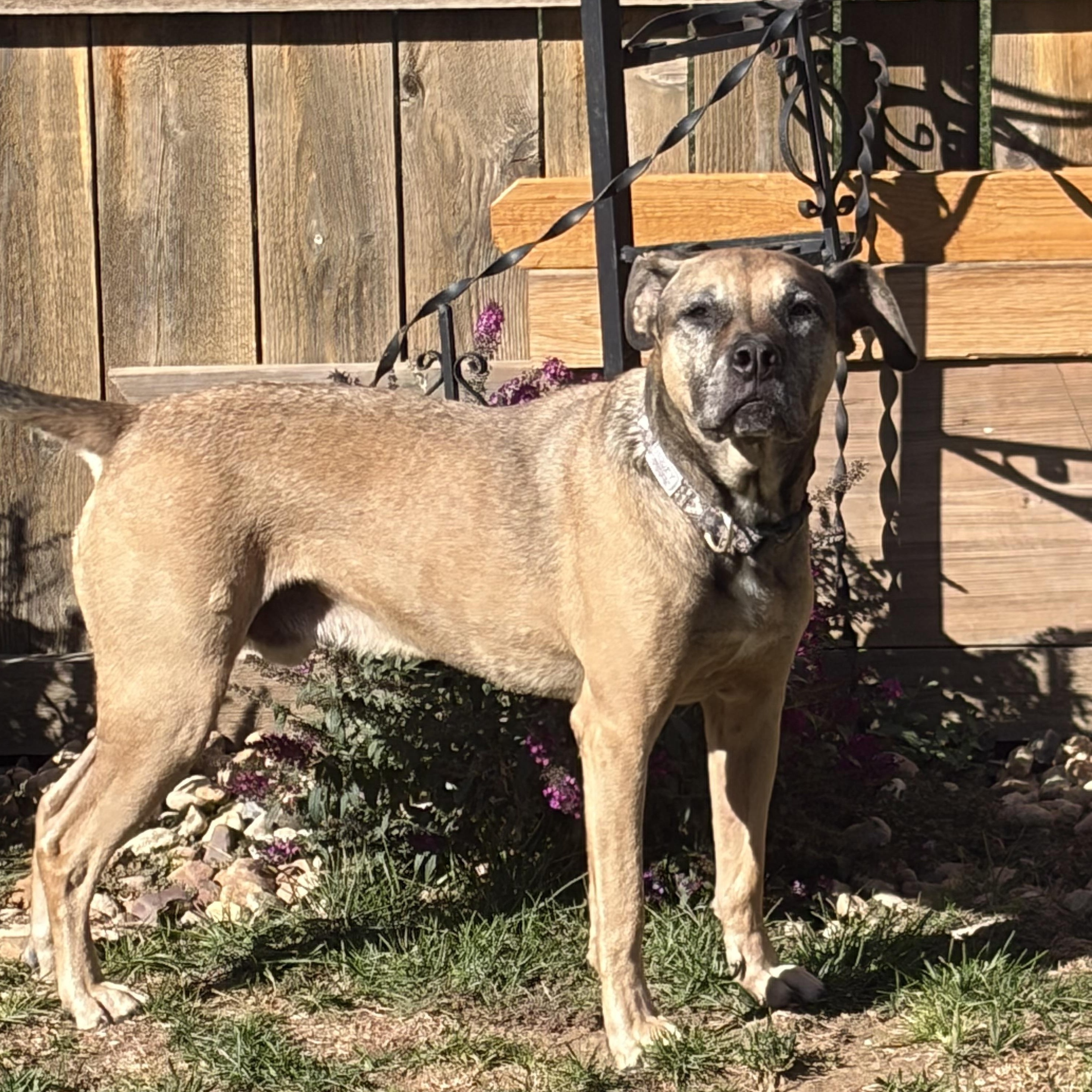 Enlarge Ty, a Adoptable mixed breed in Loveland, CO image 1/4