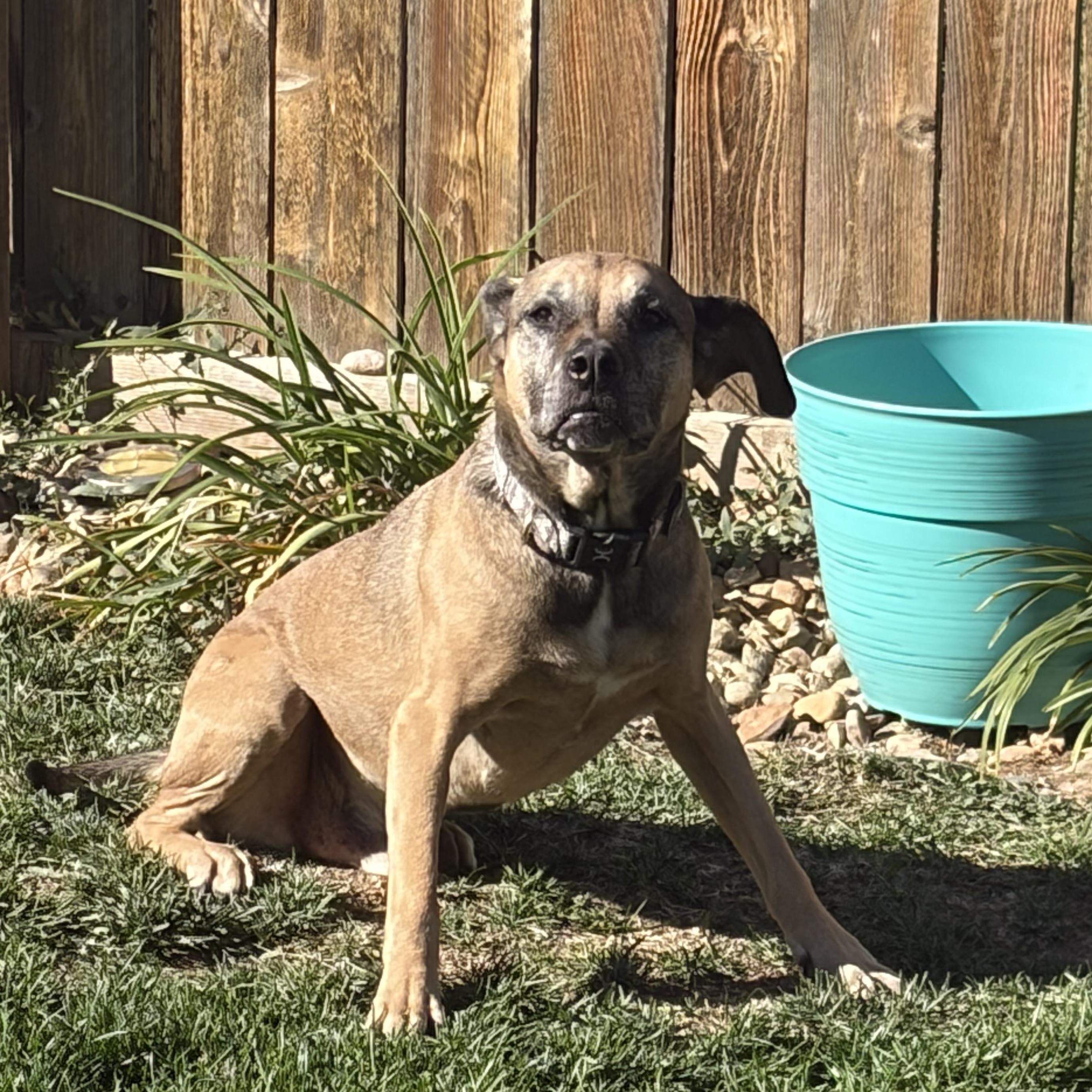 Enlarge Ty, a Adoptable mixed breed in Loveland, CO image 4/4