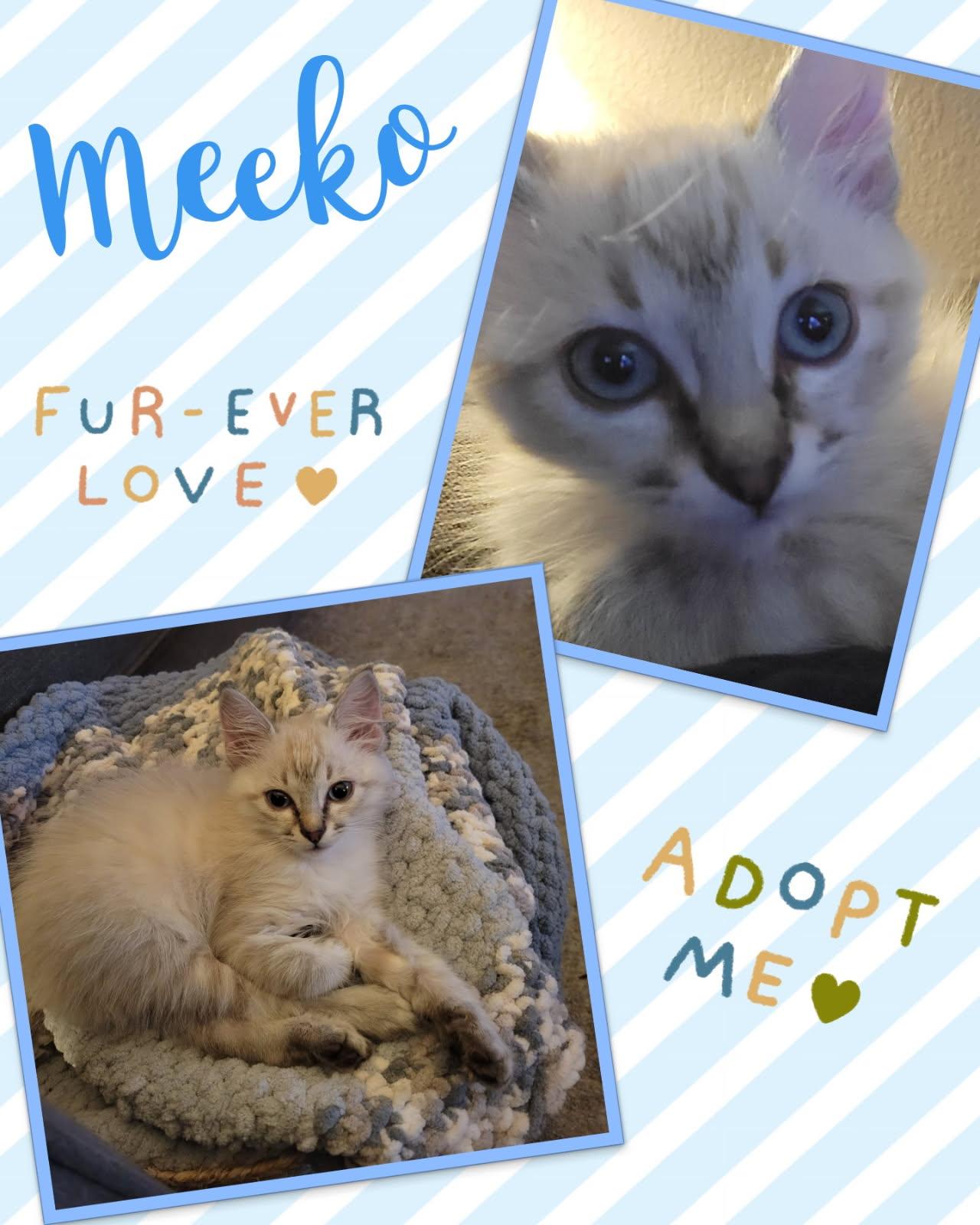 Meeko - Courtesy Post, Adopted, Young Male Ragamuffin & Siamese.