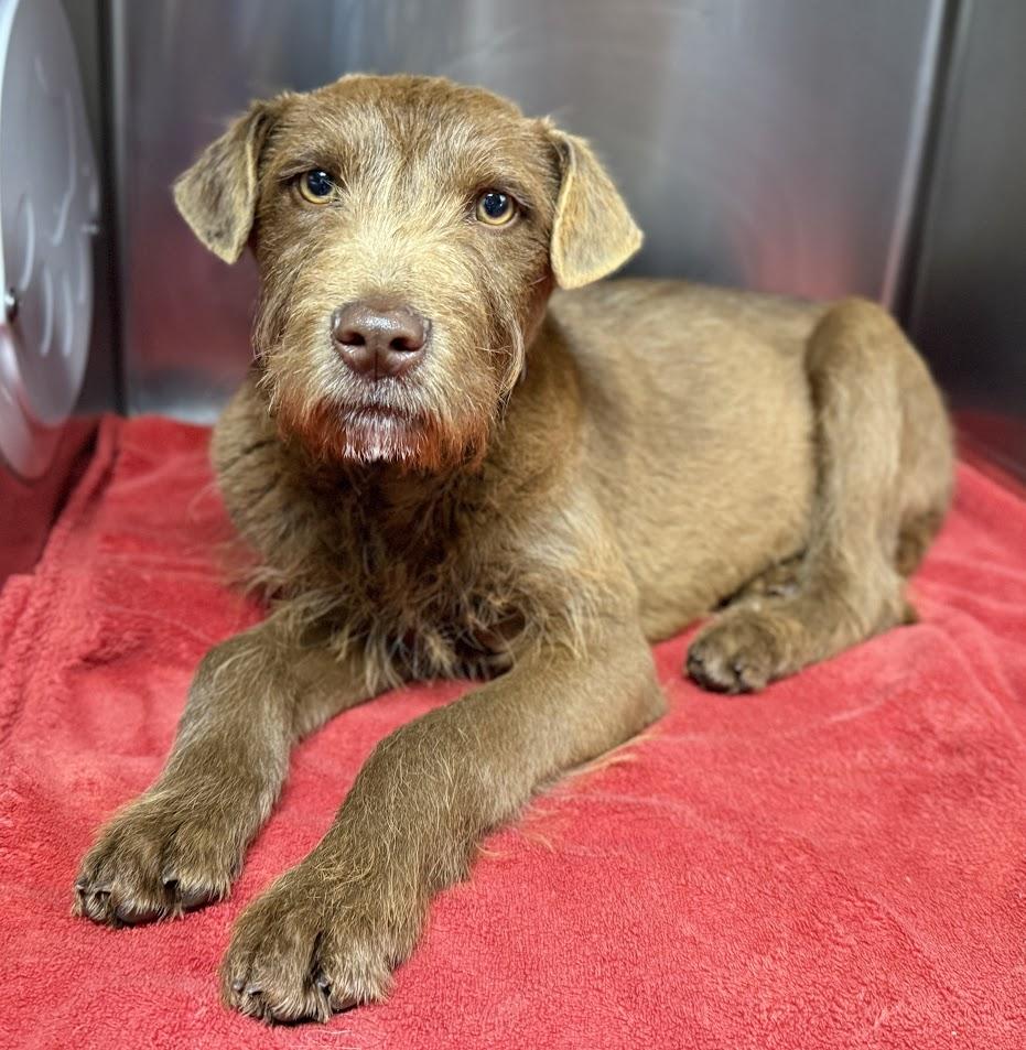 Sylvester 25-231, Adopted, Puppy Male German Wirehaired Pointer.