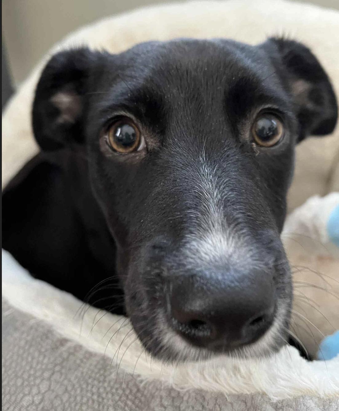 Enlarge Mabel, a Adoptable mixed breed in Pembroke, MA image 2/2