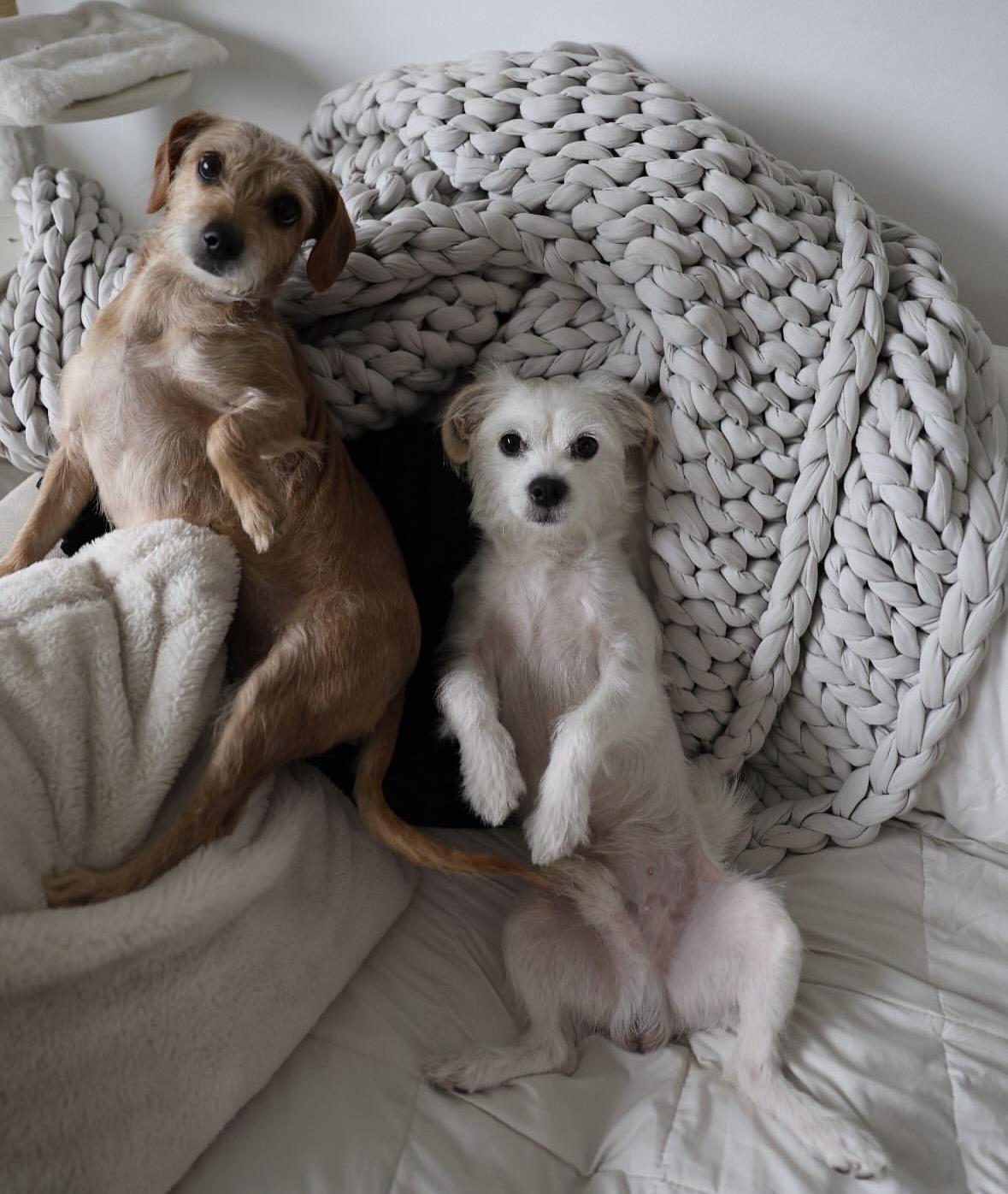 Burt and Creampuff, Adoptable, Adult Female Fox Terrier.