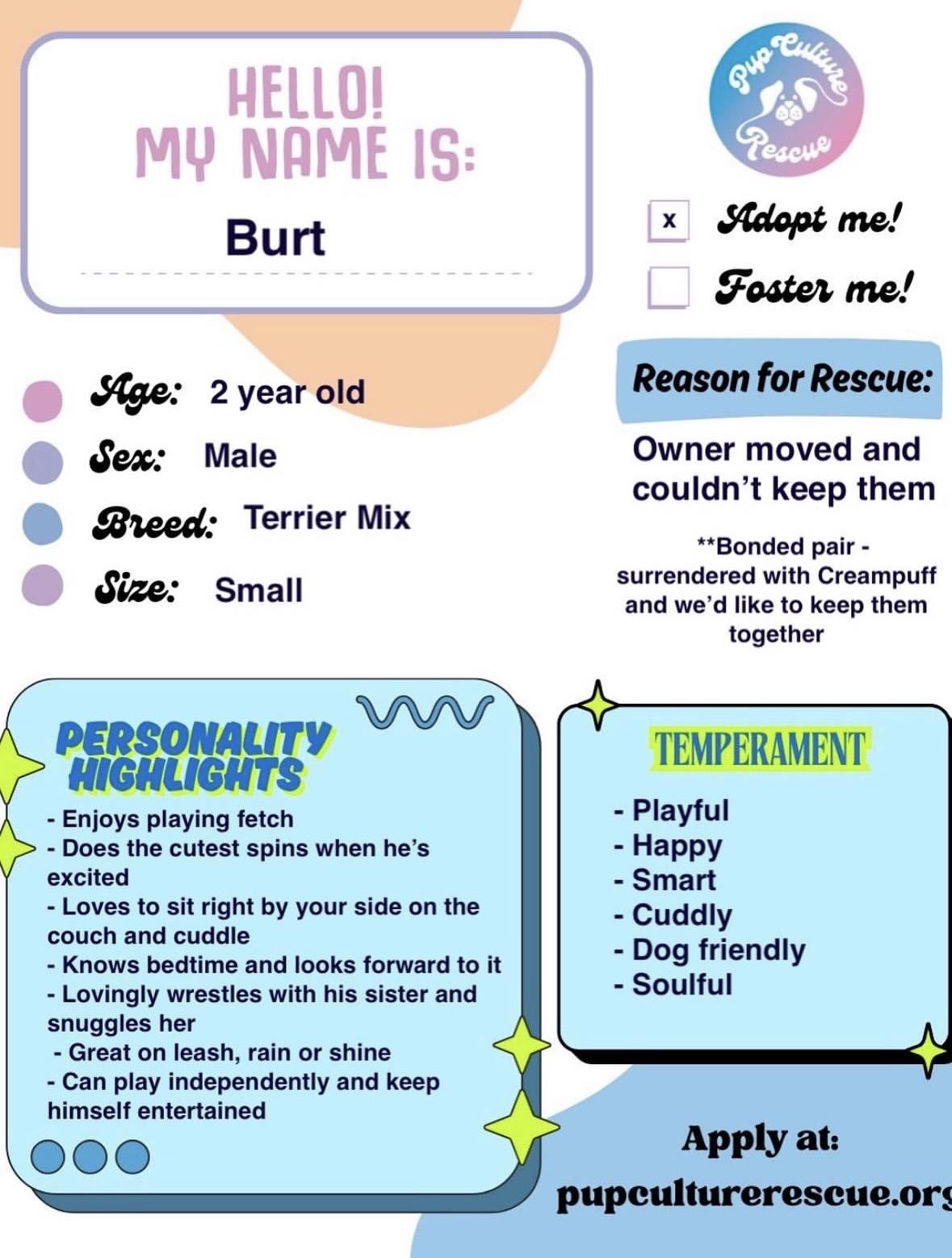 Burt and Creampuff, a Adoptable mixed breed in Pasadena, CA image 2/6