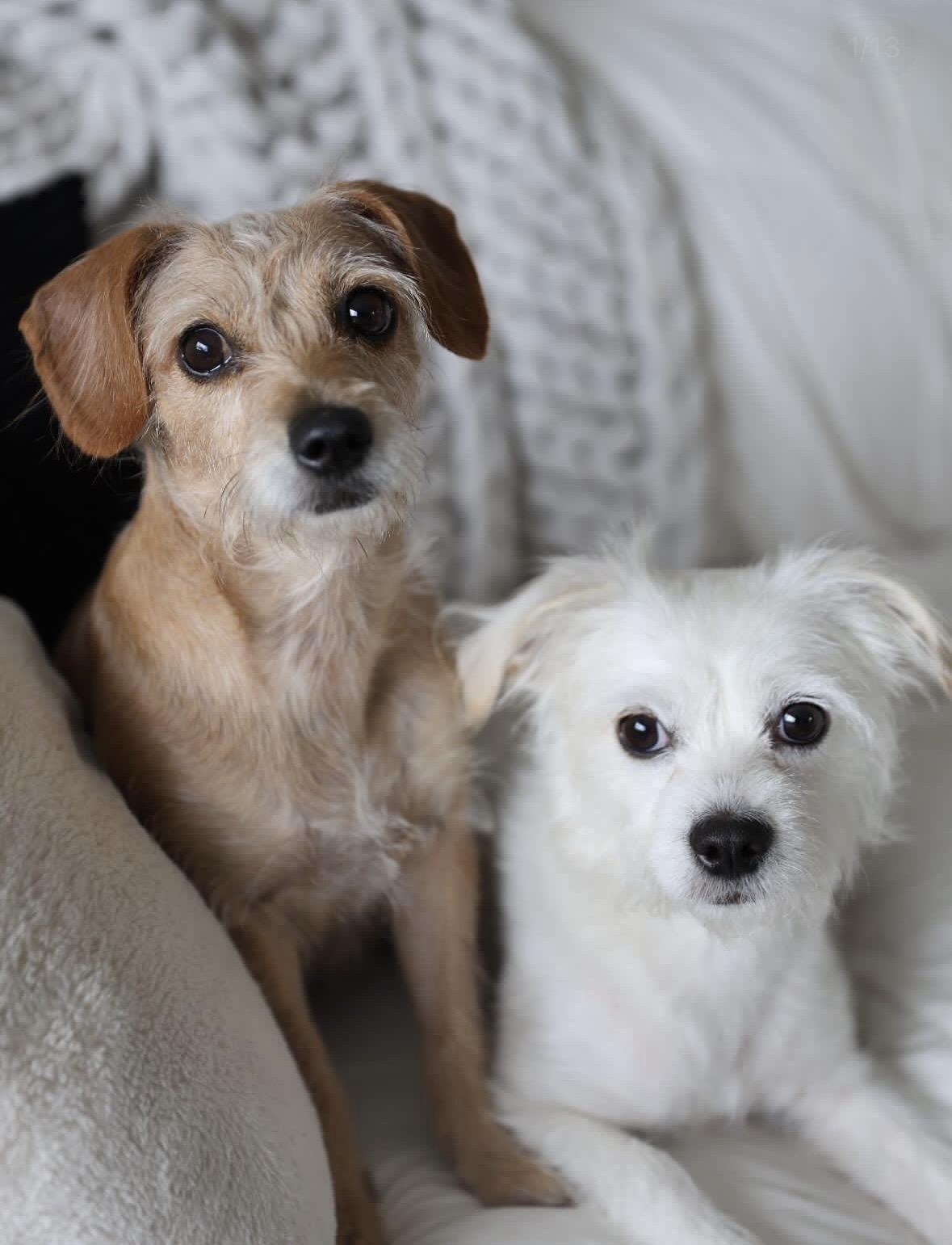 Burt and Creampuff, a Adoptable mixed breed in Pasadena, CA image 3/6