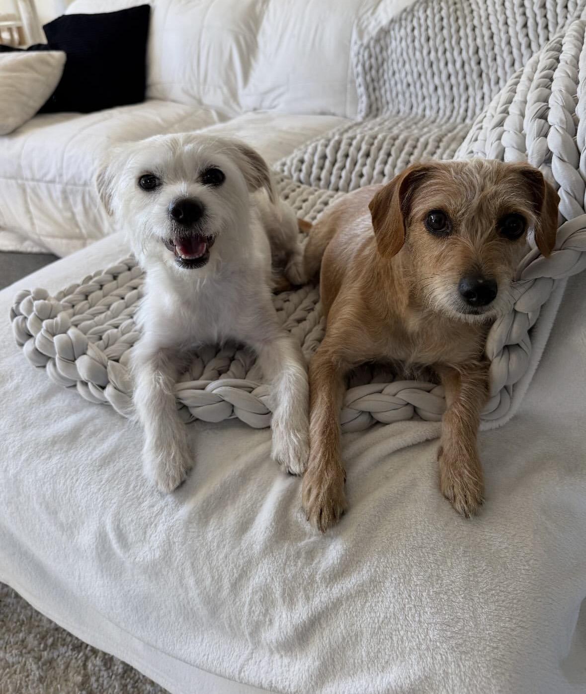 Burt and Creampuff, a Adoptable mixed breed in Pasadena, CA image 4/6