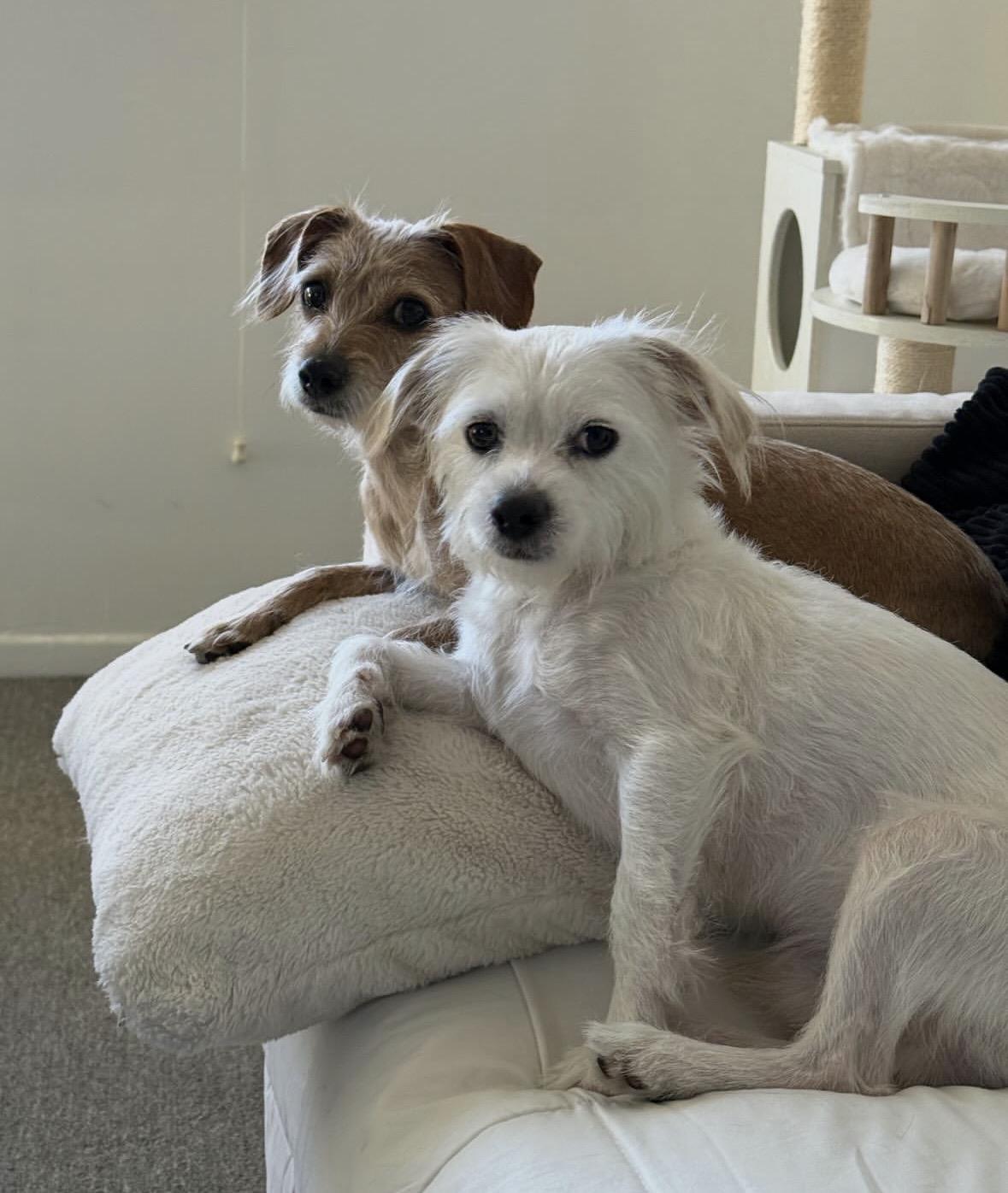 Burt and Creampuff, a Adoptable mixed breed in Pasadena, CA image 5/6