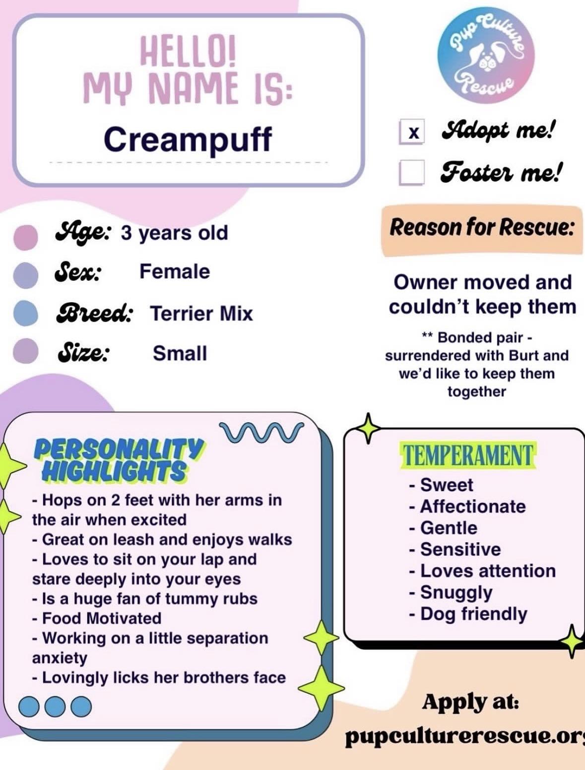 Burt and Creampuff, a Adoptable mixed breed in Pasadena, CA image 6/6