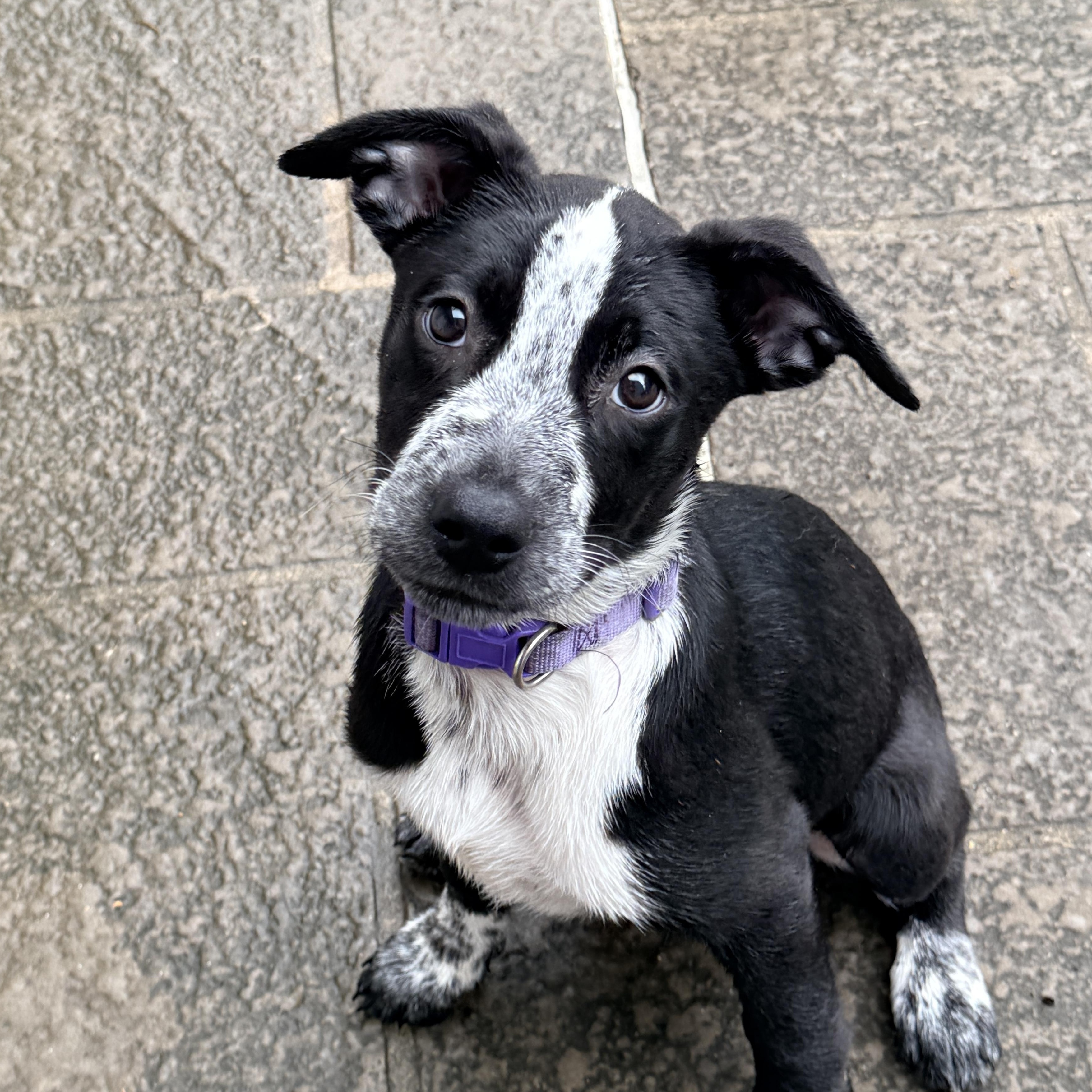 Enlarge Allesandra, a Adoptable mixed breed in Columbia, MD image 1/3