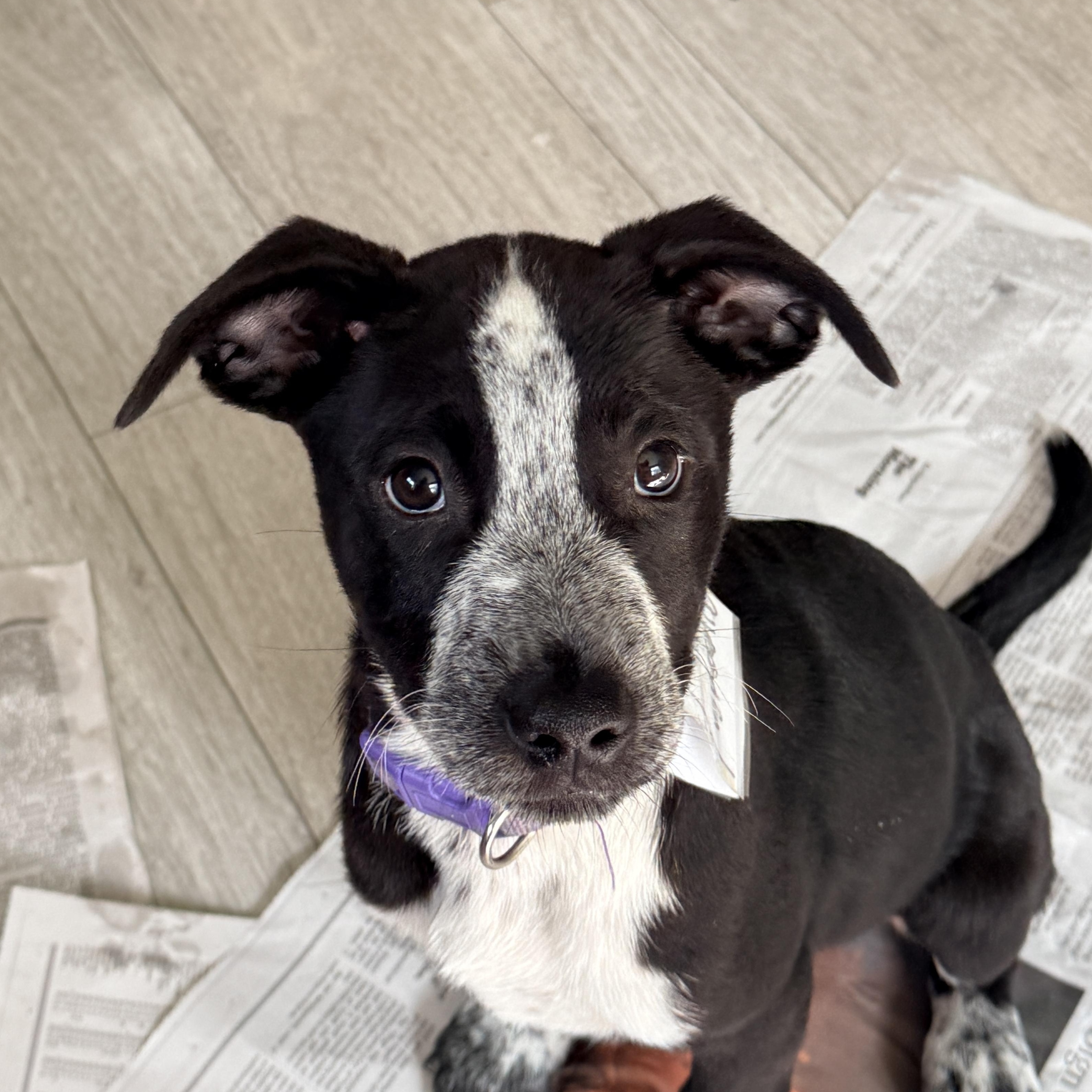 Enlarge Allesandra, a Adoptable mixed breed in Columbia, MD image 2/2