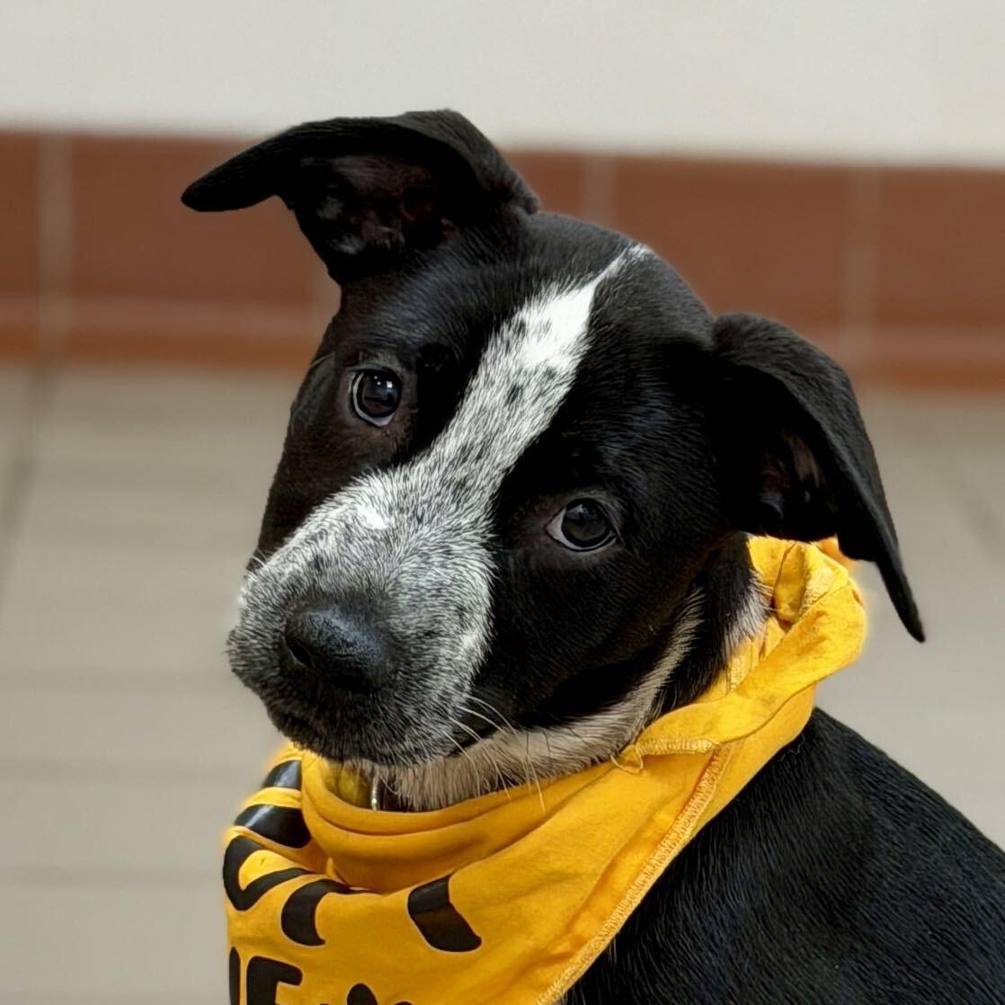 Enlarge Allesandra, a Adoptable mixed breed in Columbia, MD image 1/2