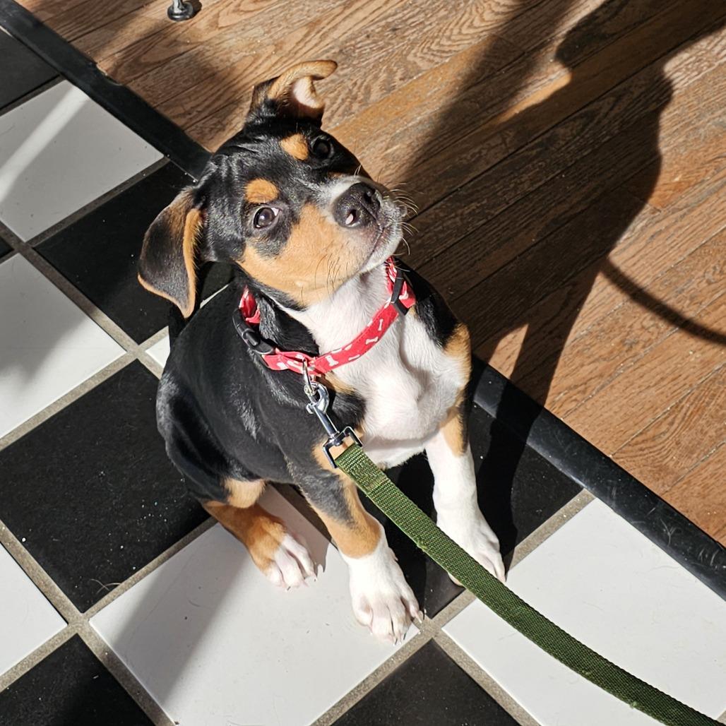 Enlarge Finn II 25-132, a Adoptable mixed breed in Little Rock, AR image 1/6