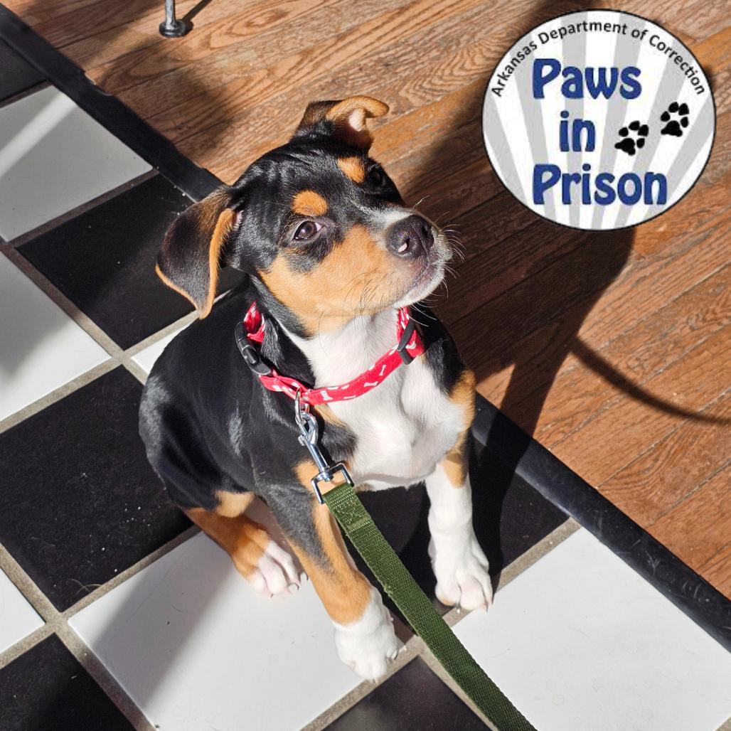 Enlarge Finn II 25-132, a Adoptable mixed breed in Little Rock, AR image 2/6