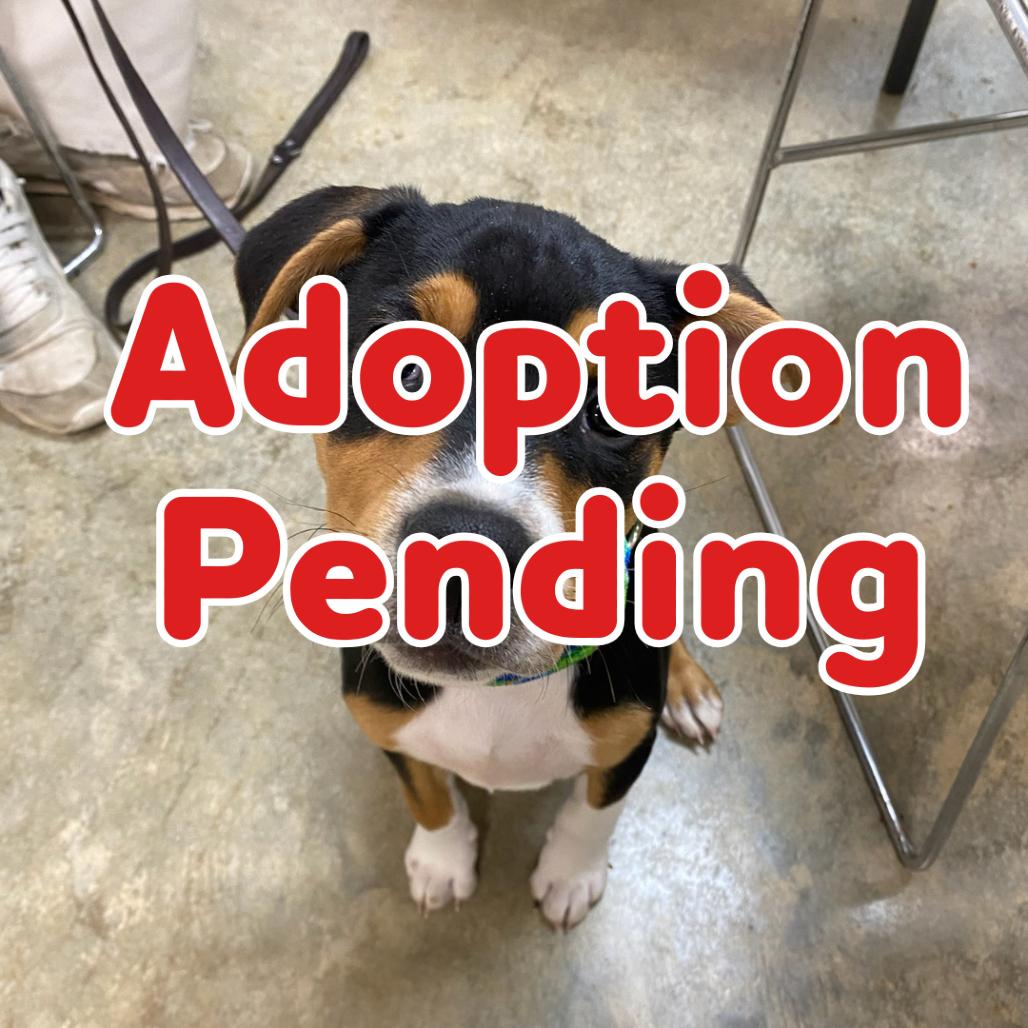 Finn II 25-132, Adoptable, Puppy Male Hound.