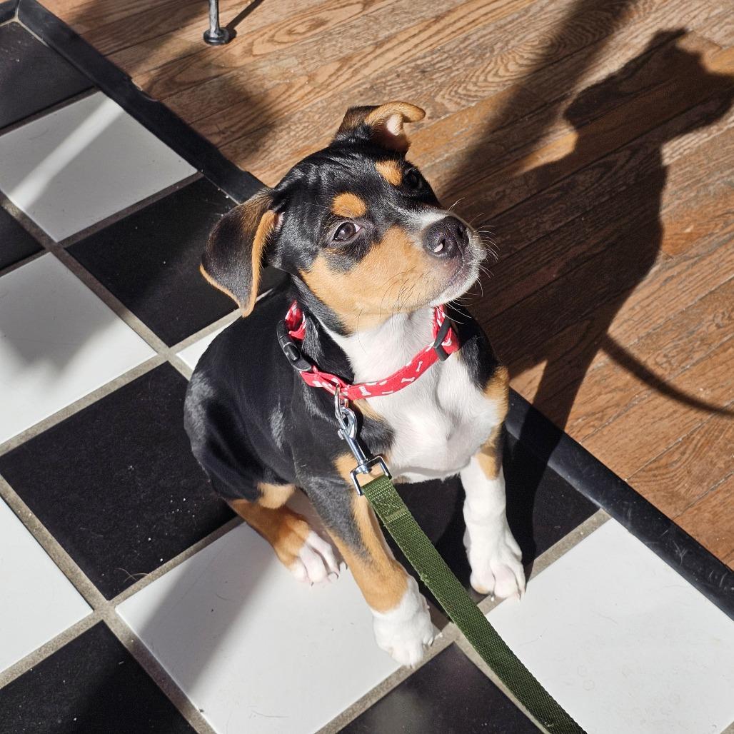 Enlarge Finn II 25-132, a Adoptable mixed breed in Little Rock, AR image 3/6