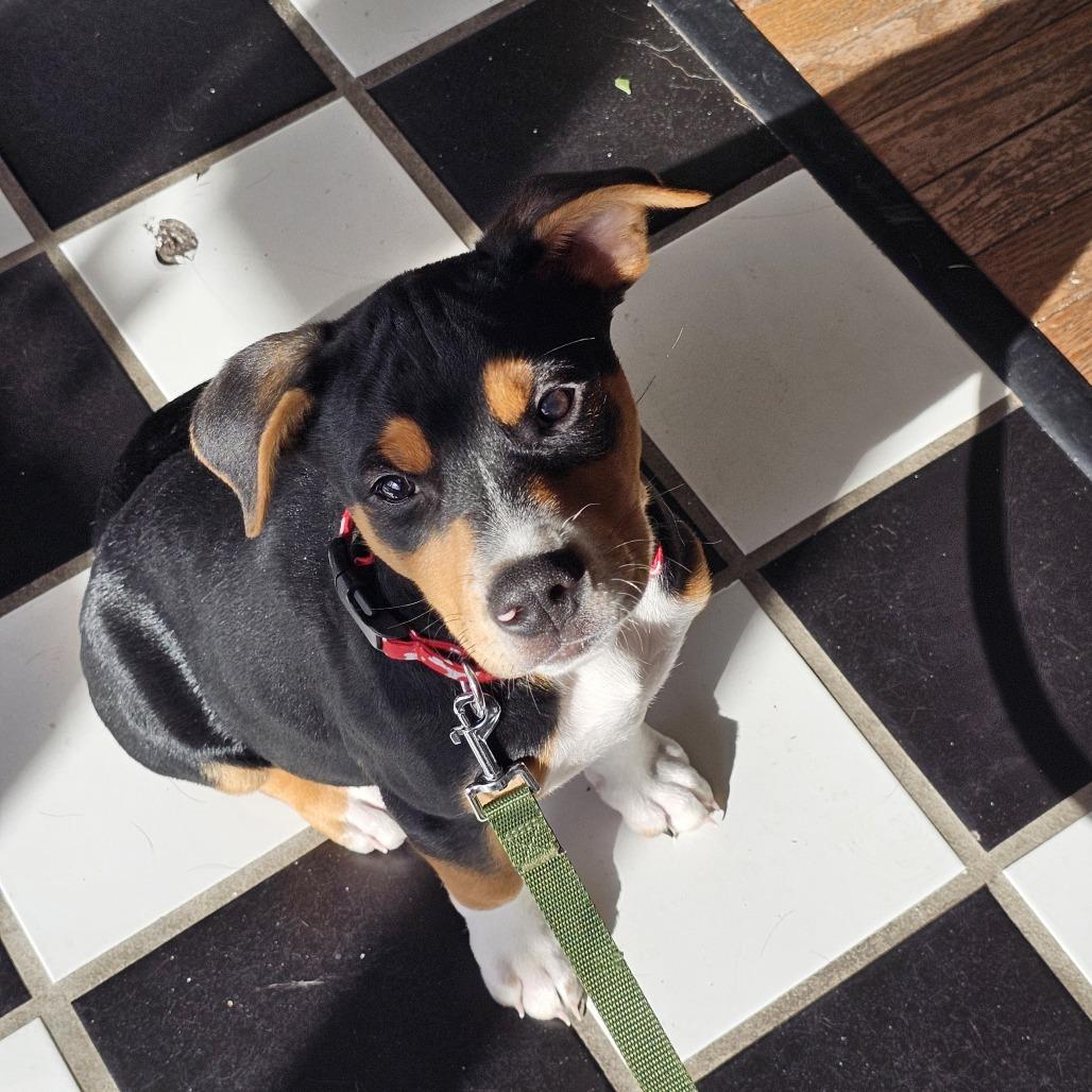 Enlarge Finn II 25-132, a Adoptable mixed breed in Little Rock, AR image 5/6