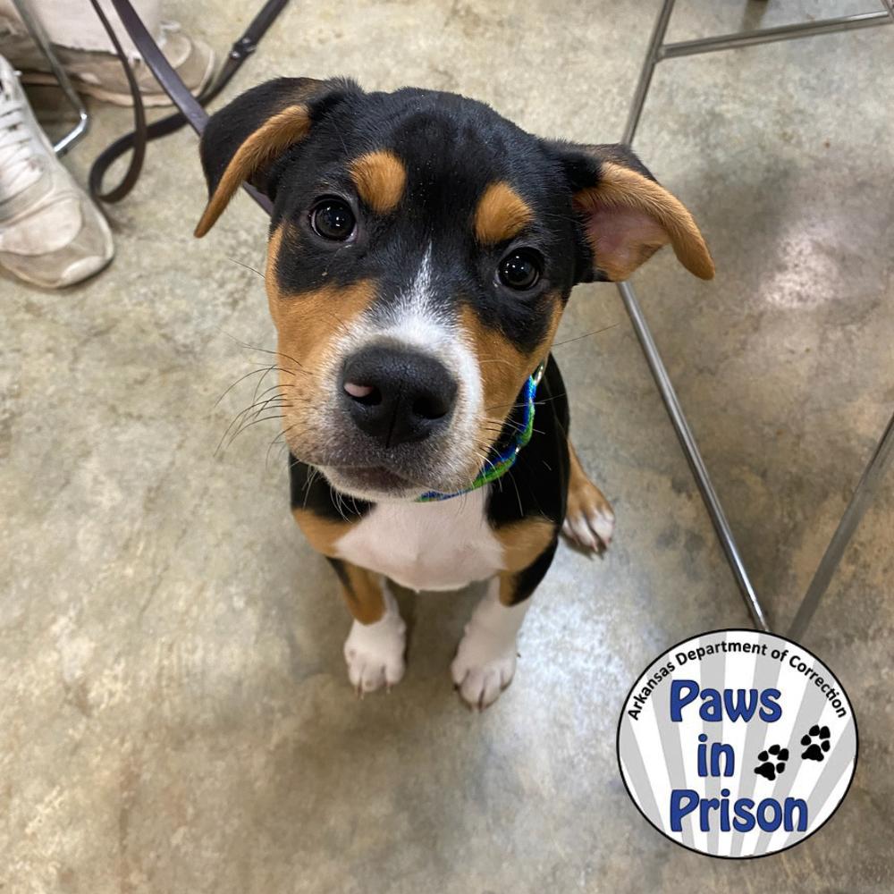 Enlarge Finn II 25-132, a Adoptable mixed breed in Little Rock, AR image 6/6