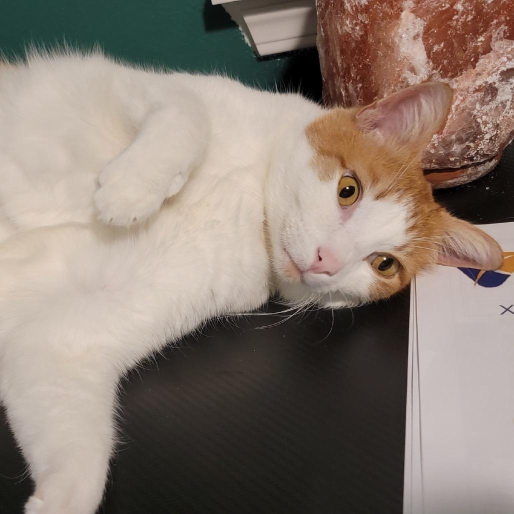 Charlie, Adoptable, Adult Male Domestic Short Hair.